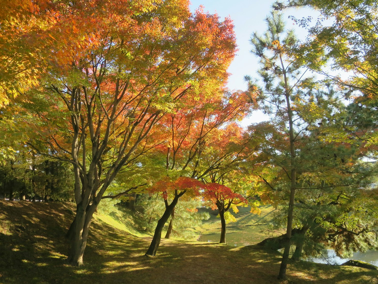 Sentier bordé d'arbres aux feuilles d'automne