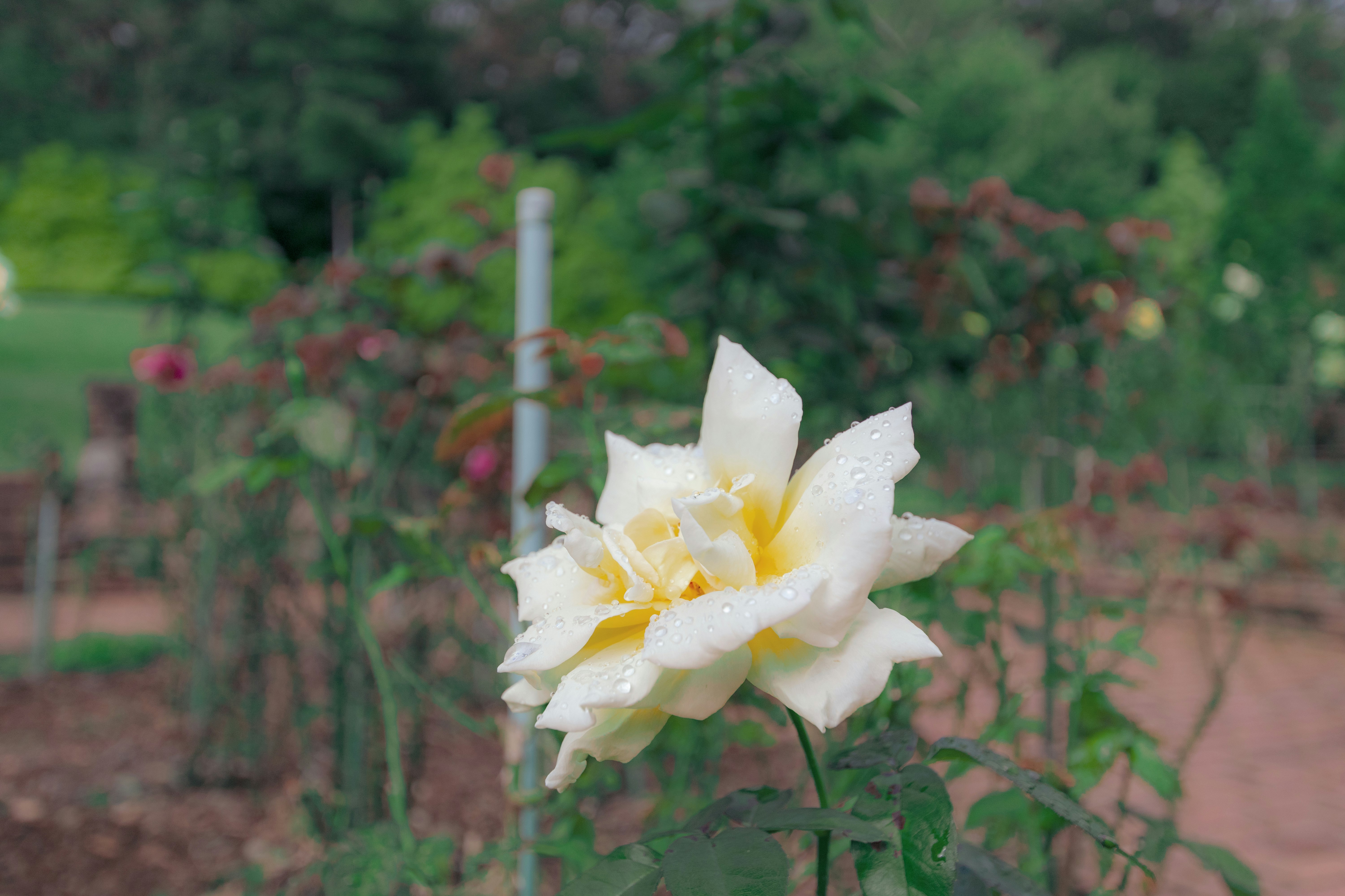 庭の花壇で咲く白い花