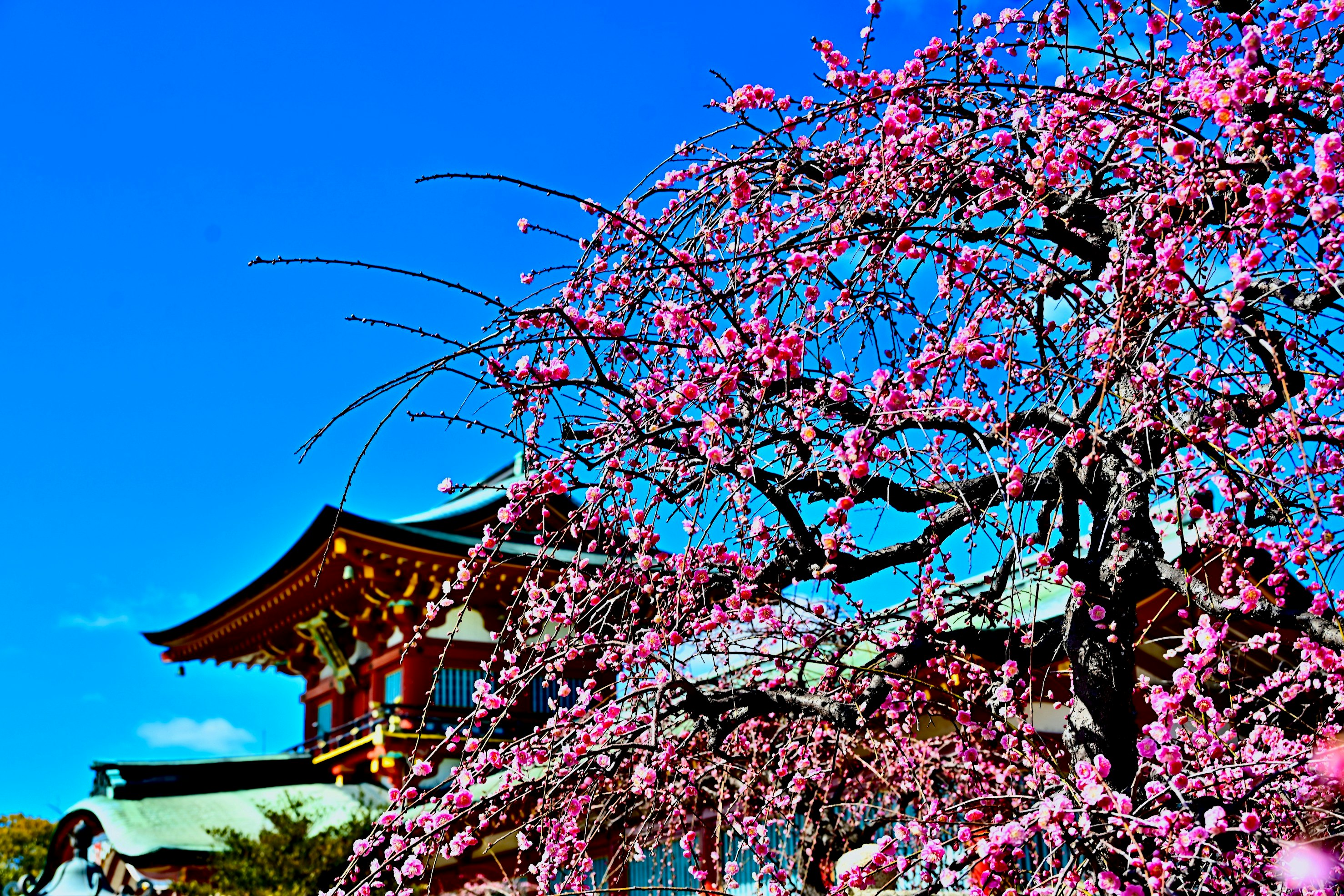 青空の下で咲く桃の花と寺院の屋根