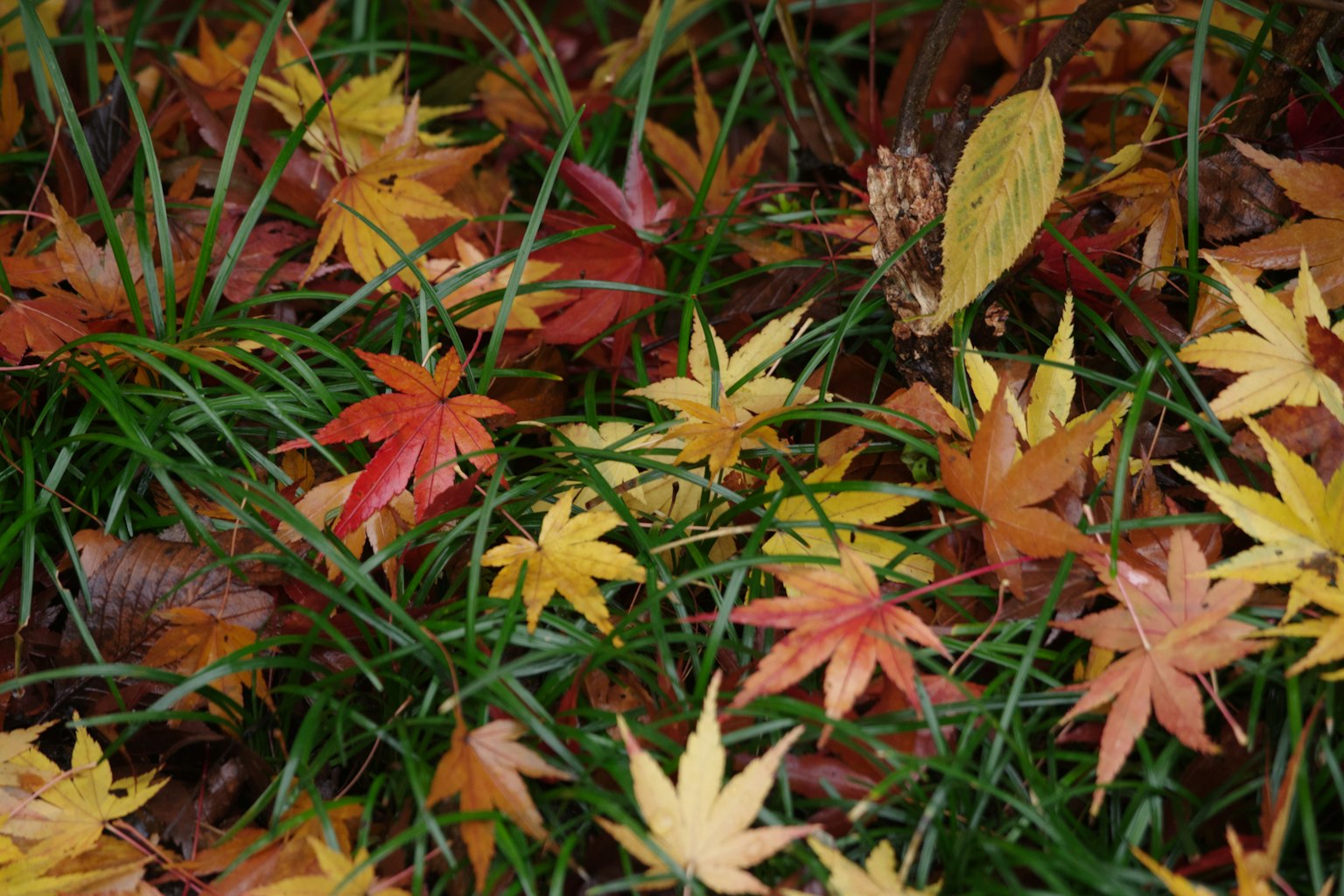 Hojas de arce coloridas de otoño esparcidas entre la hierba verde