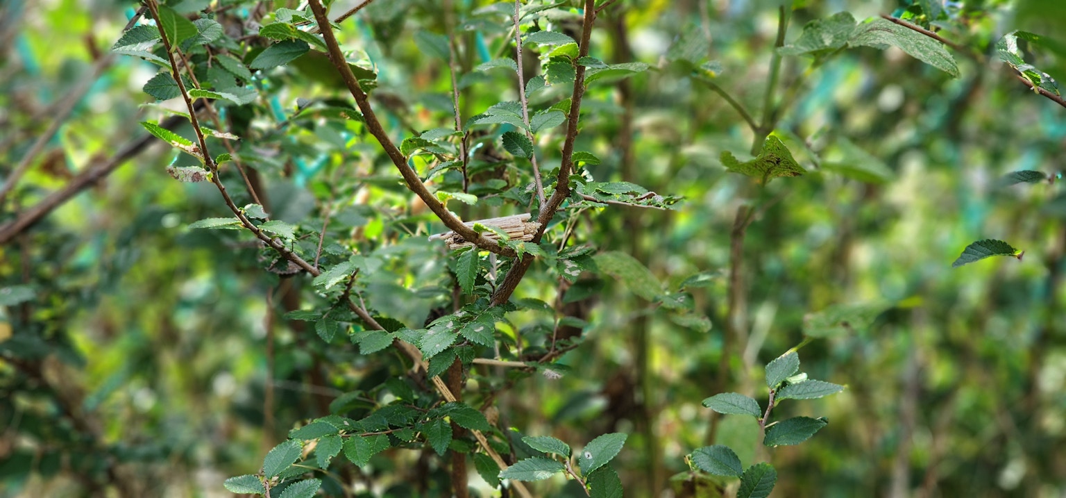Close-up cabang dengan daun hijau subur