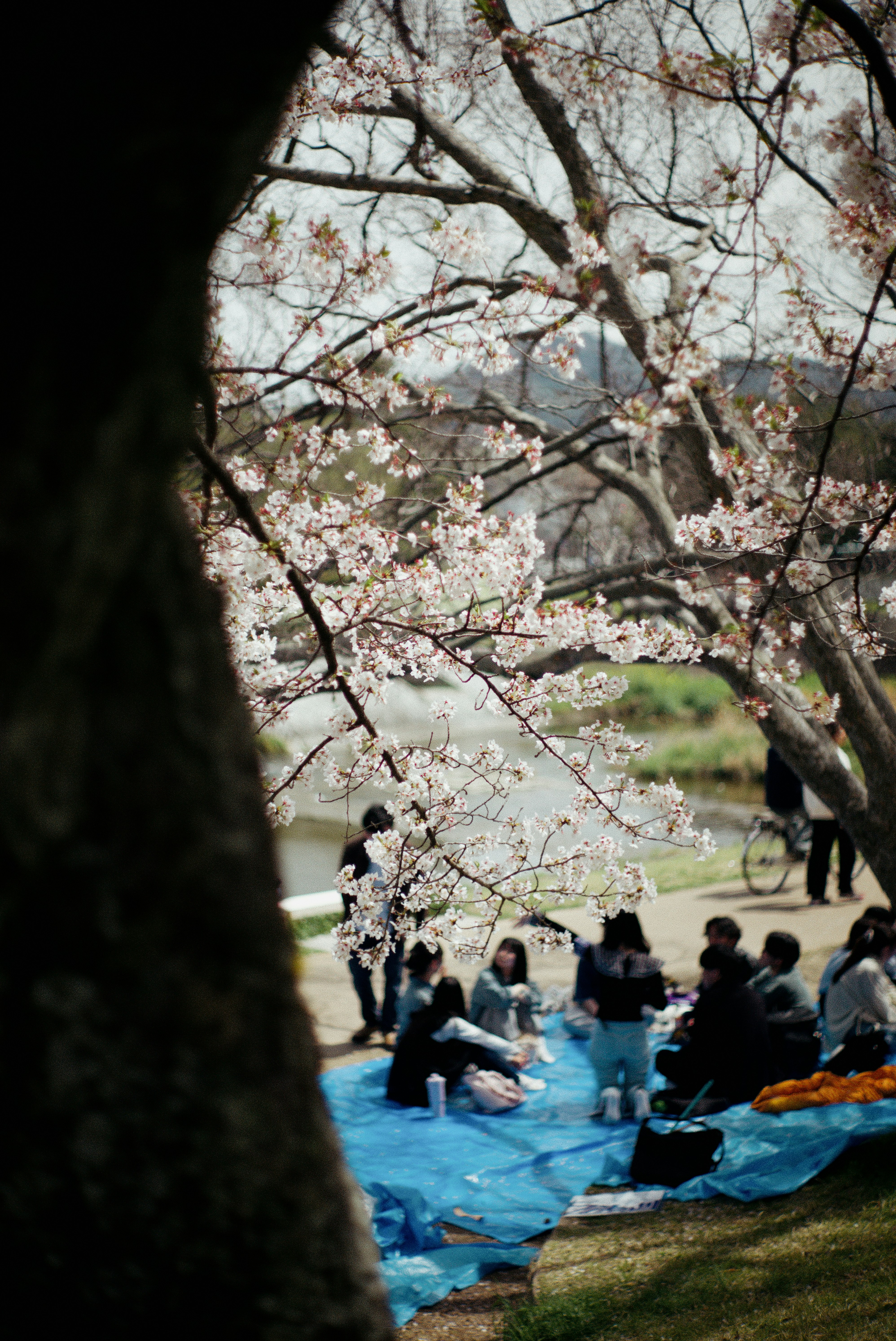 桜の木の下でピクニックを楽しむ人々のグループ