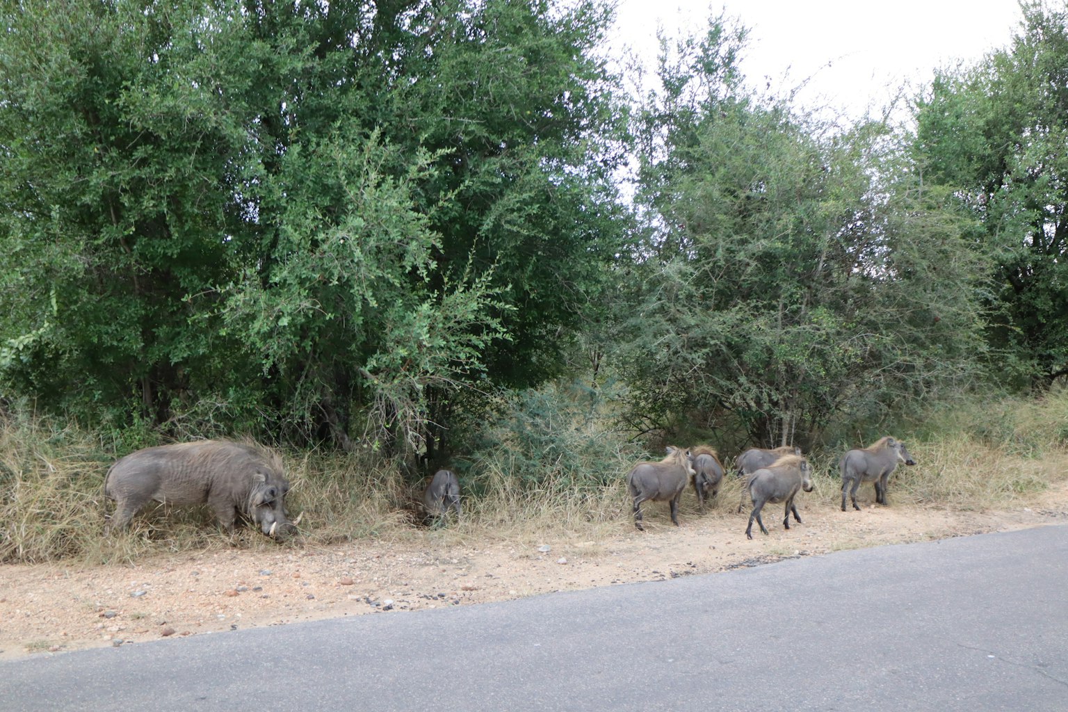 Eine Gruppe Wildschweine am Straßenrand mit umliegenden grünen Bäumen