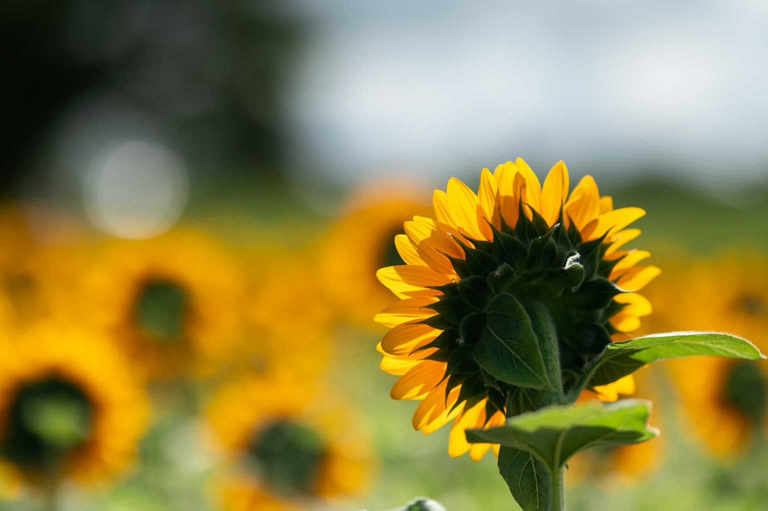 Cận cảnh một bông hoa hướng dương với cánh hoa vàng tươi trên nền hoa hướng dương mờ