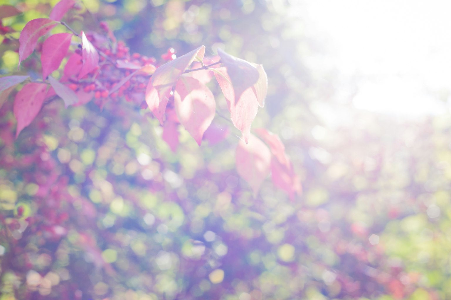 Feuilles colorées avec une lumière douce dans un arrière-plan flou