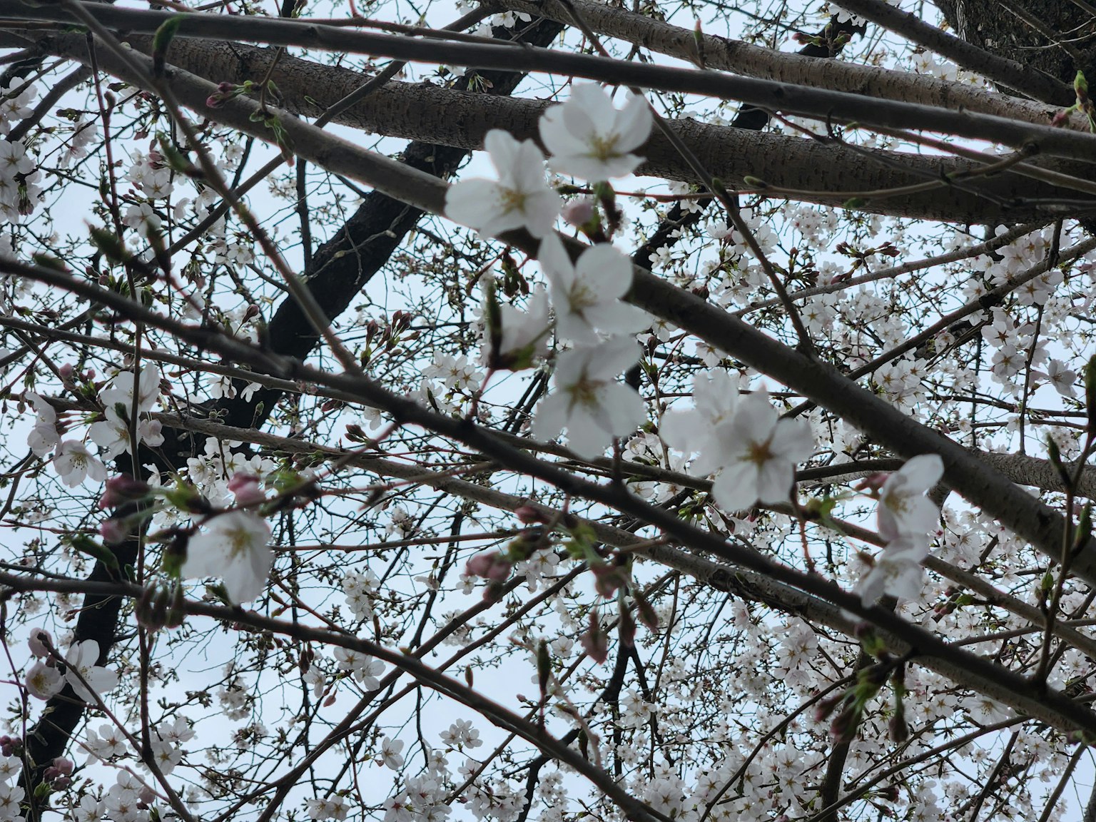Foto de flores de cerezo en ramas de árbol