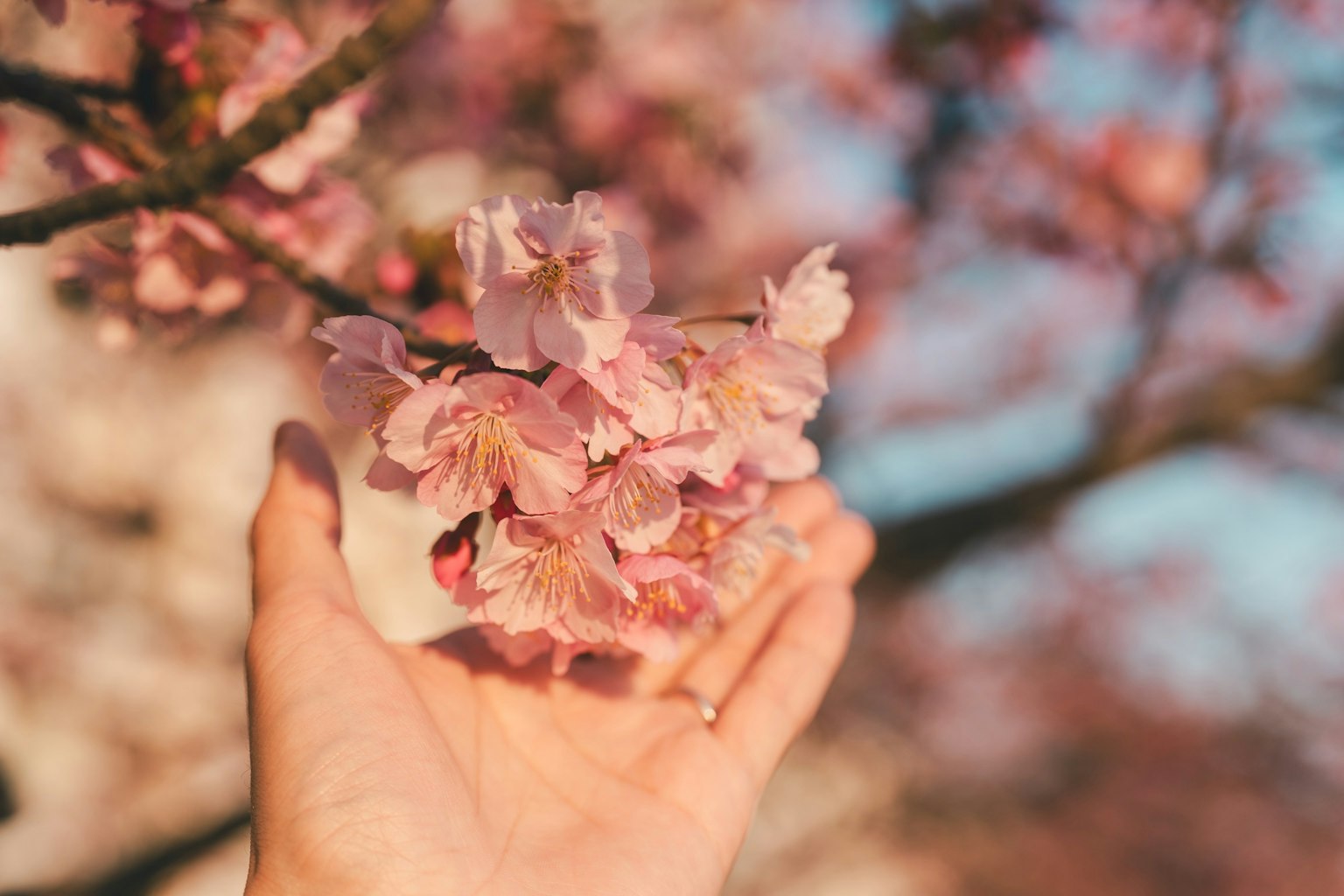 Một bàn tay cầm hoa anh đào trong ánh sáng mùa xuân