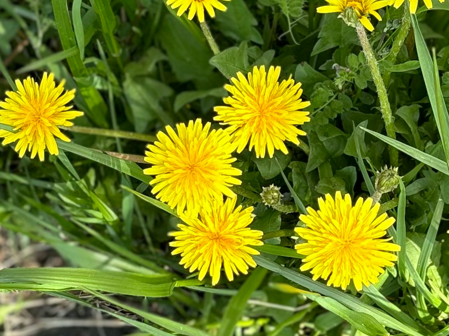 Fiori di dente di leone gialli brillanti che fioriscono tra l'erba verde