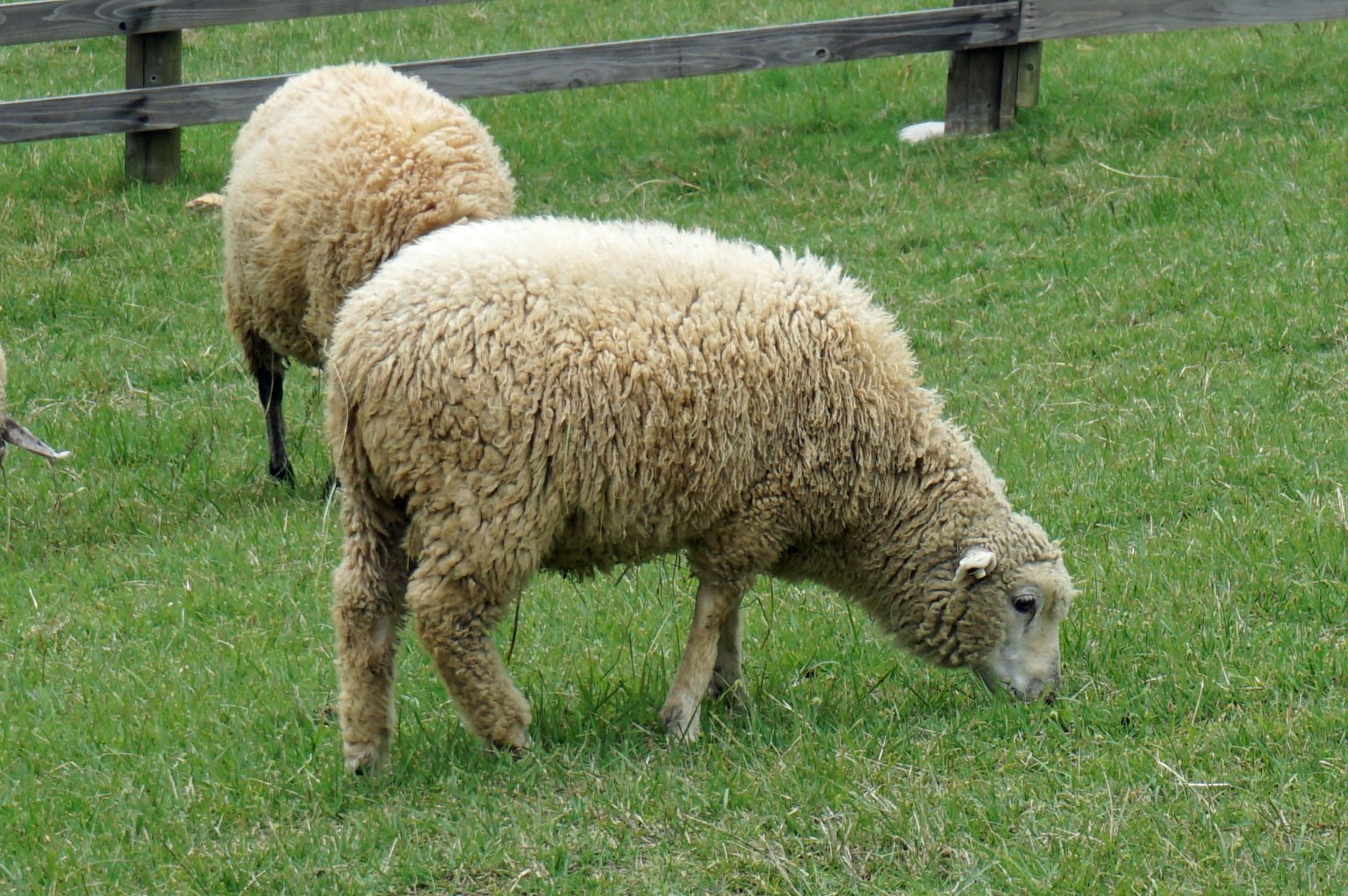 Zwei Schafe grasen auf grünem Gras in einer Wiese