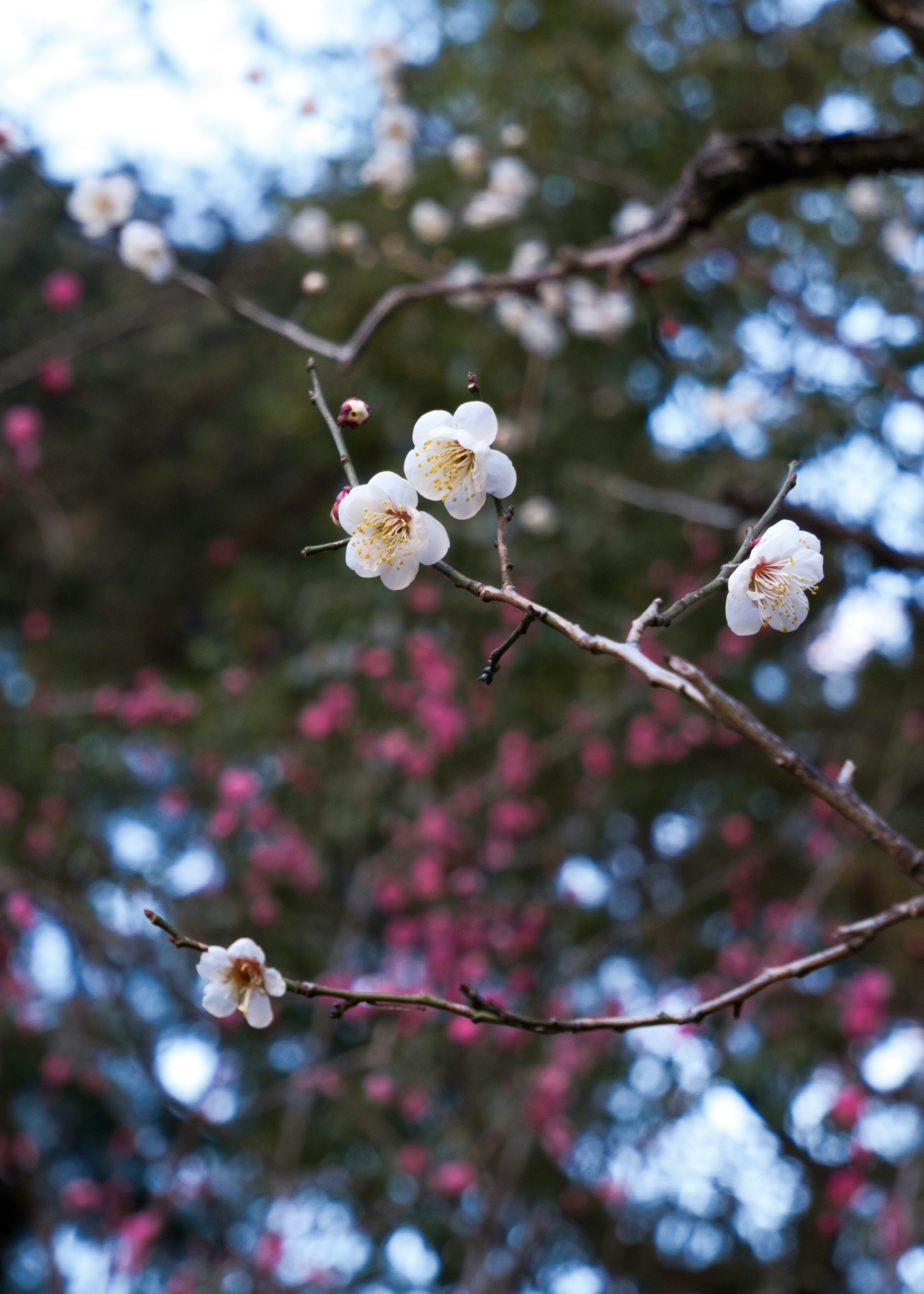 梅の花が枝に咲く春の庭先