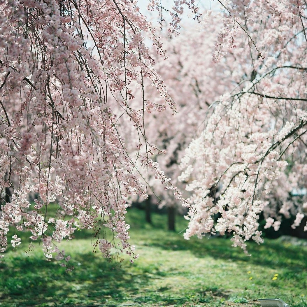 cherry blossoms hanging over a garden path