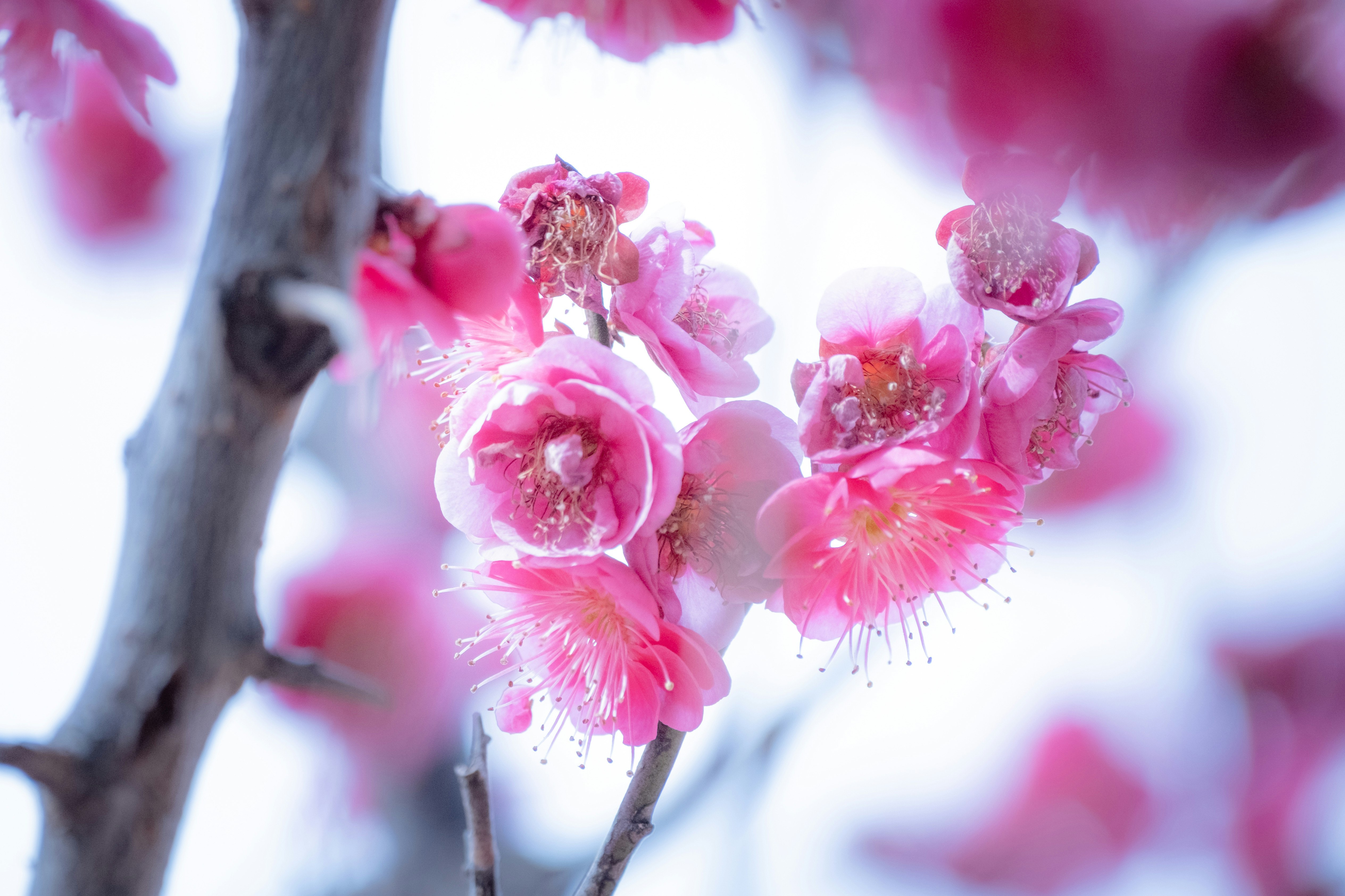 梅の花が咲く枝先のクローズアップ