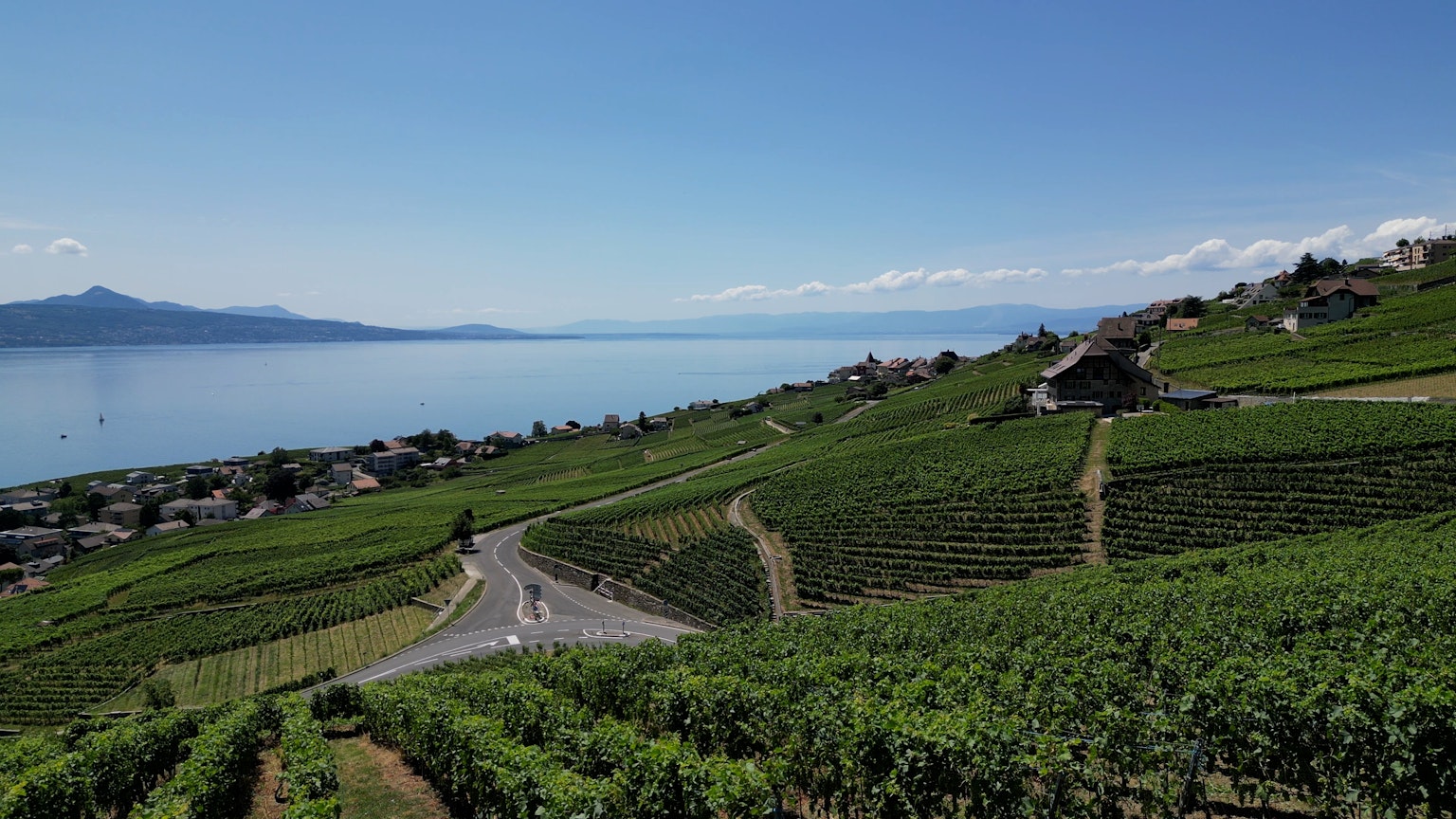 Szenische Aussicht auf üppige Weinberge und ruhigen See unter blauem Himmel