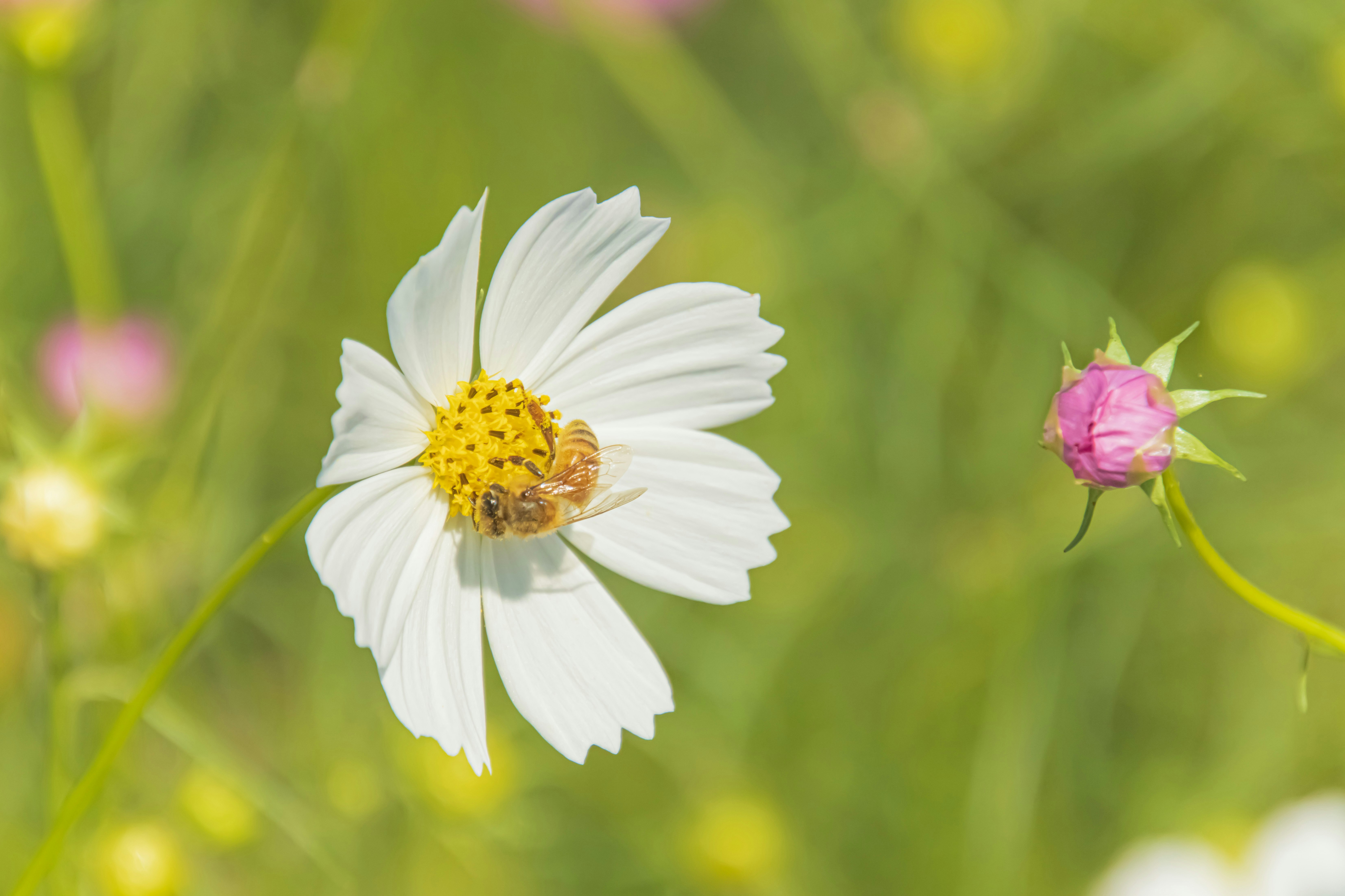 草むらに咲く白いコスモスの花