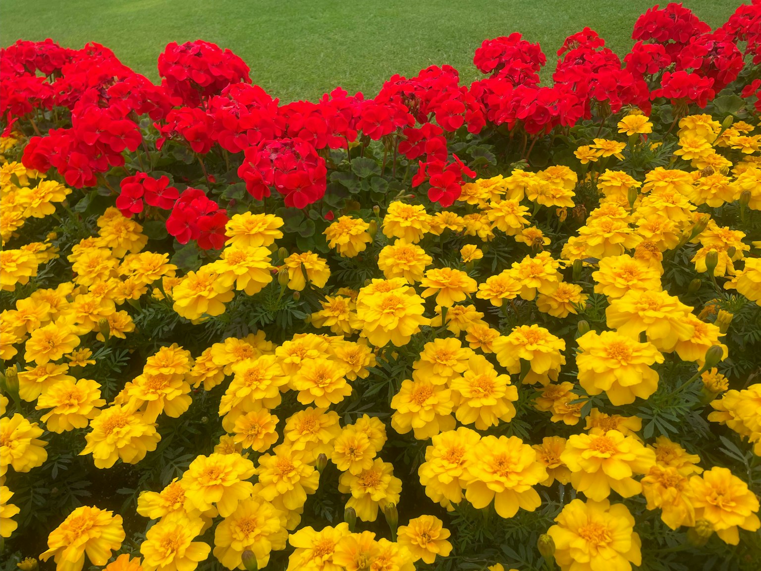 Una scena di giardino vivace con fiori rossi e gialli in piena fioritura