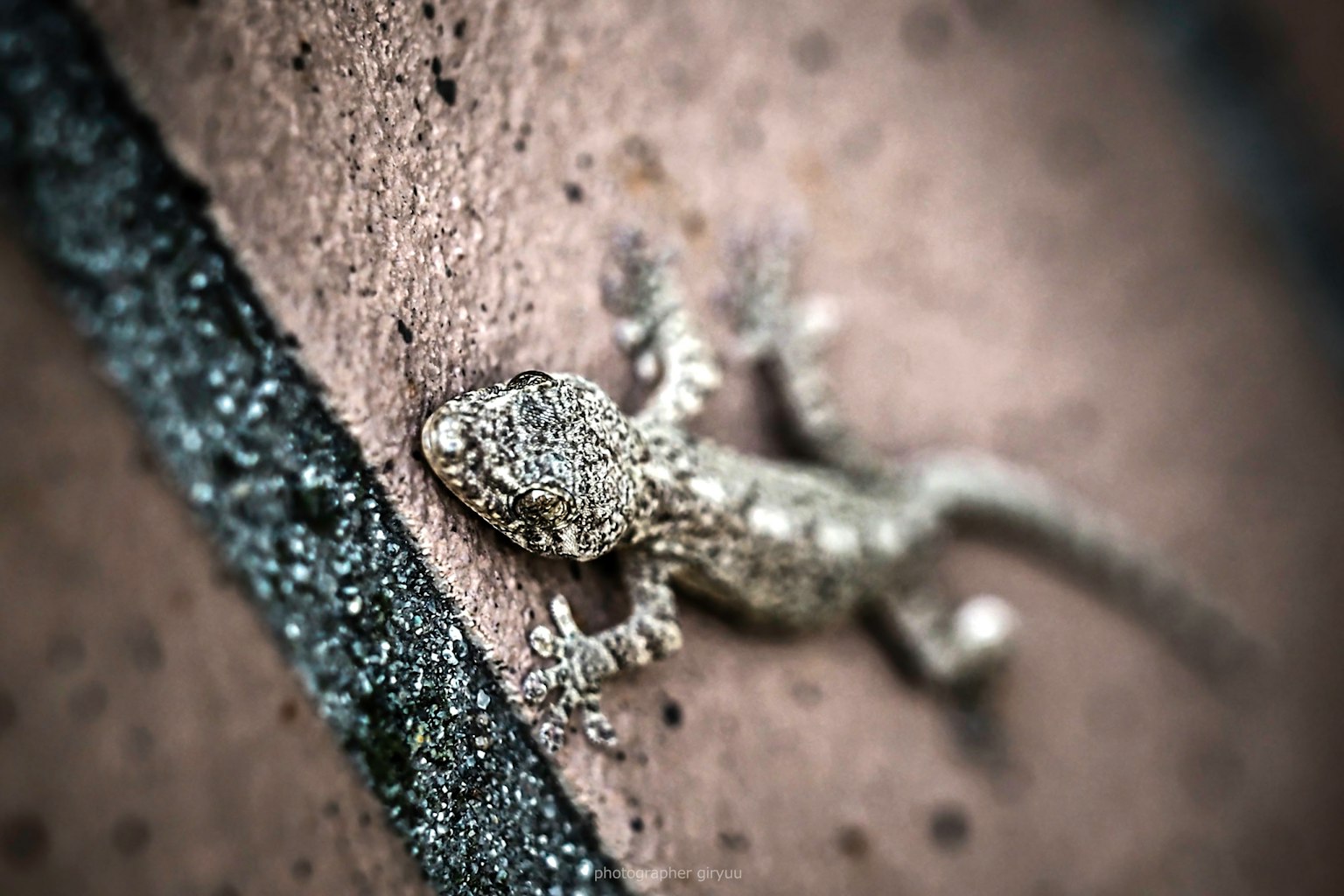 Gambar close-up dari seekor kadal kecil merayap di sepanjang dinding