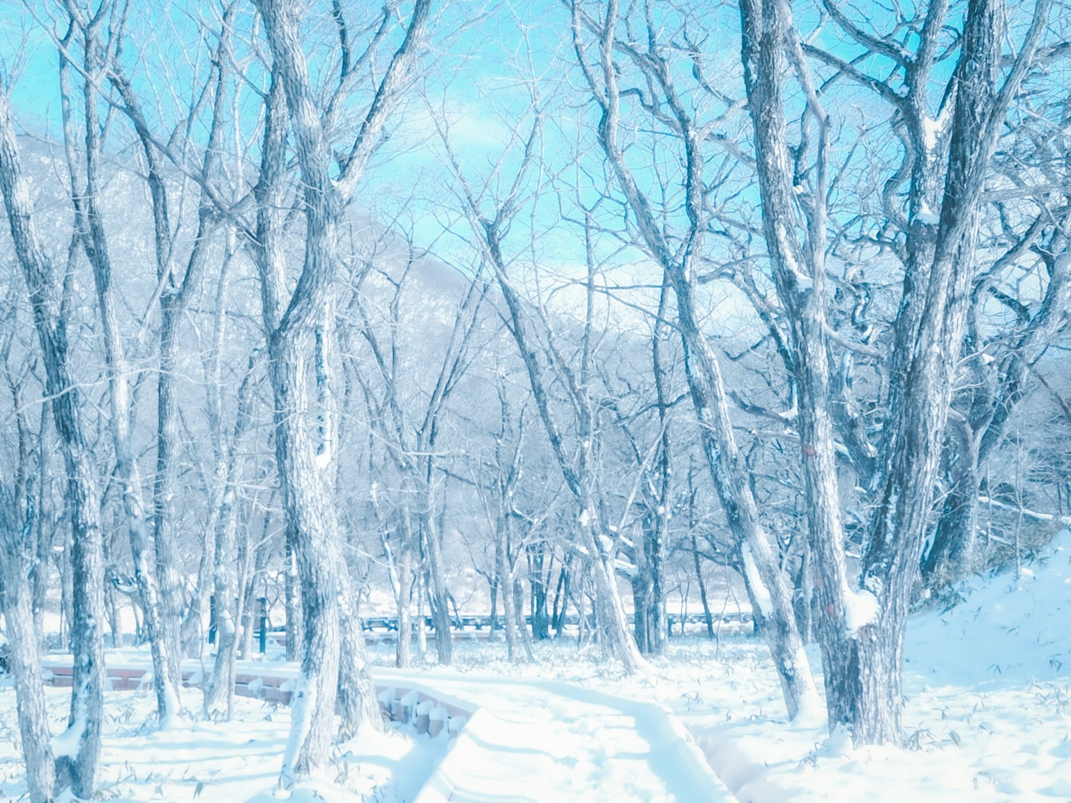被雪覆蓋的樹木在寧靜的冬季風景中