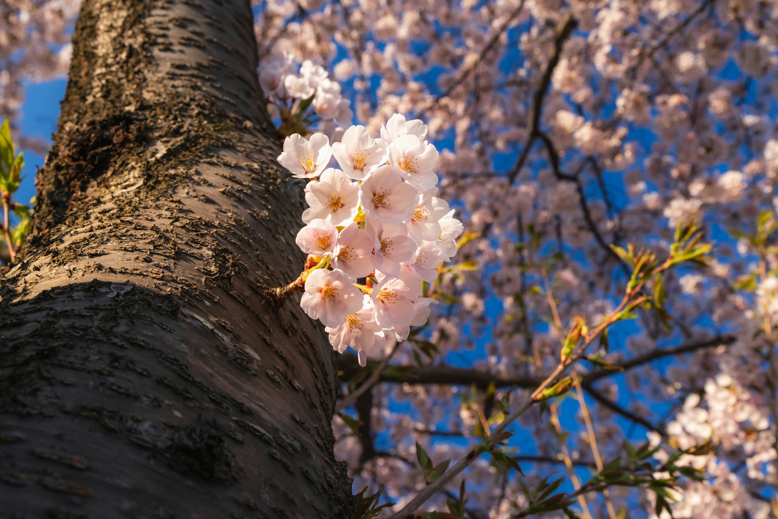 Nahaufnahme von Kirschblüten an einem Baumstamm vor blauem Himmel
