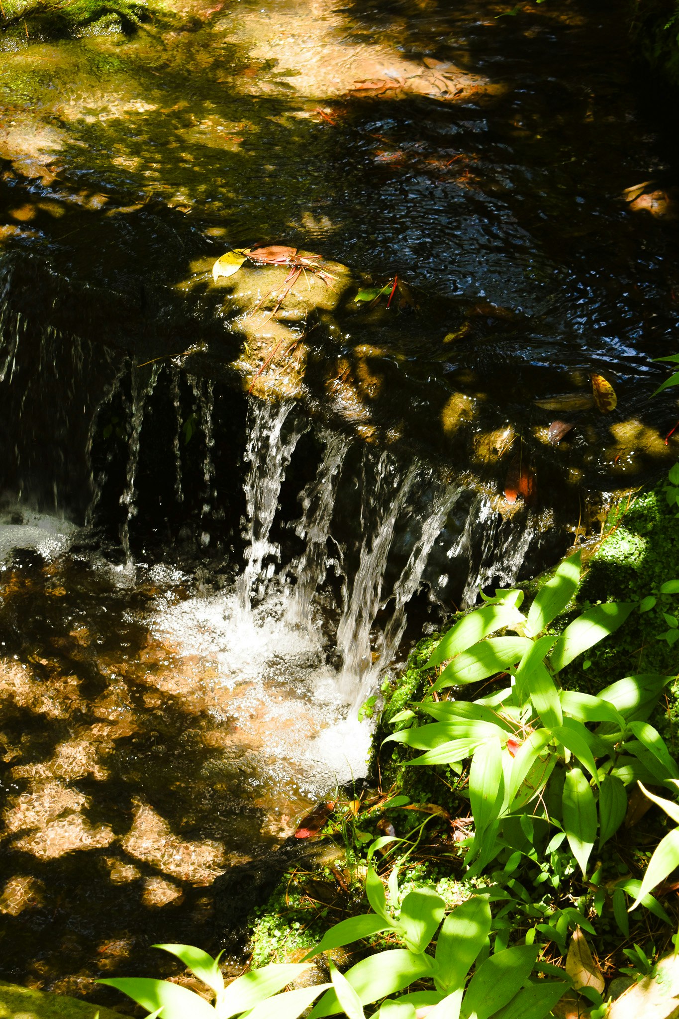 川の流れと水しぶき、緑の葉が寄り添う自然の景色