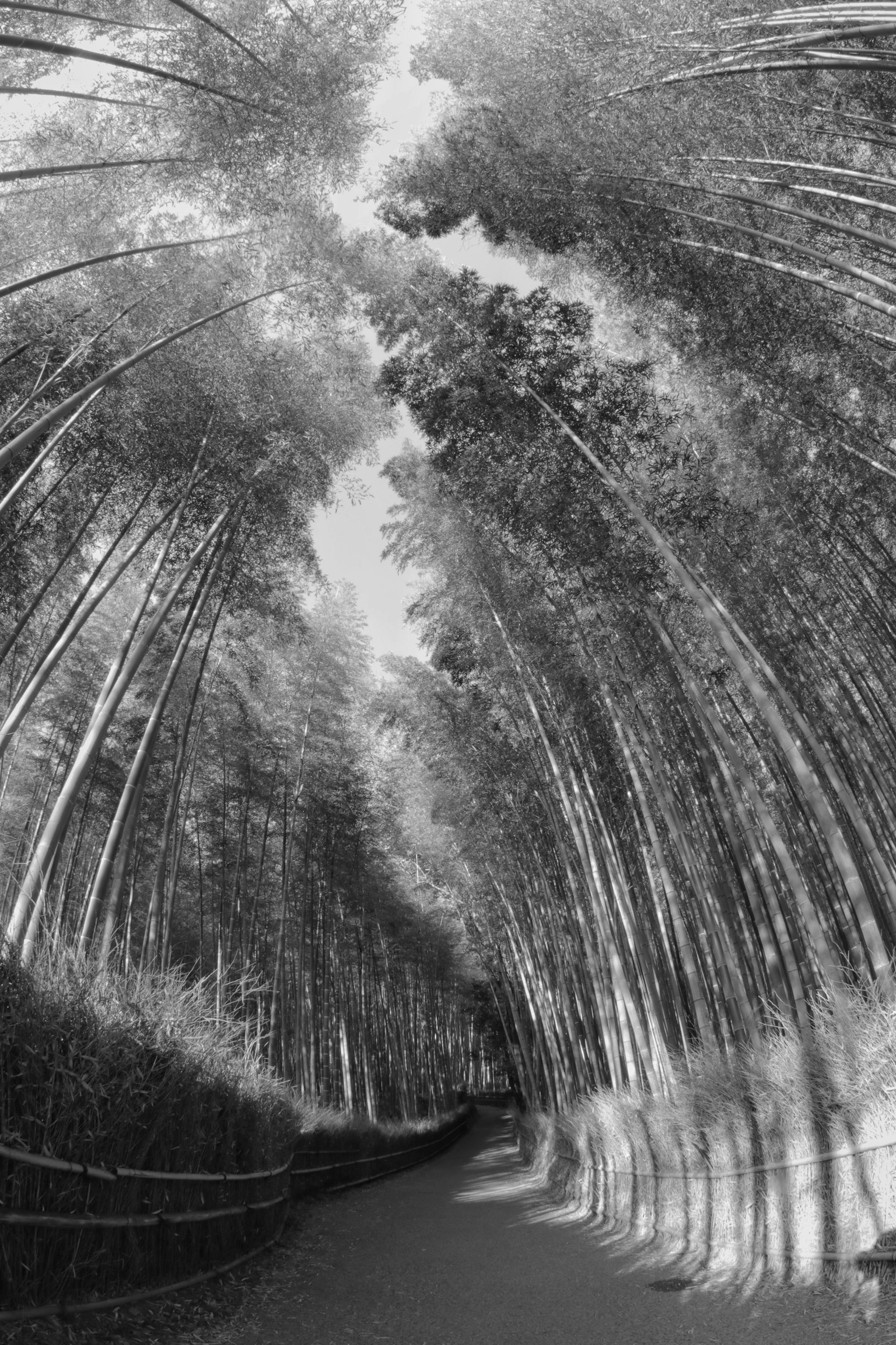 竹林隧道般的景色，樹木向天空伸展