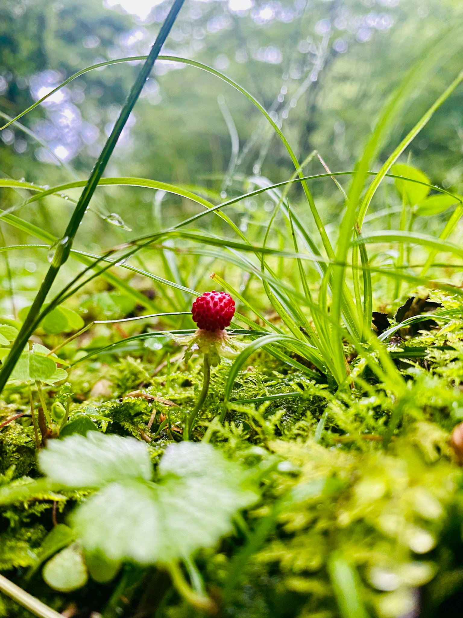 綠色草叢和苔蘚中的小紅莓