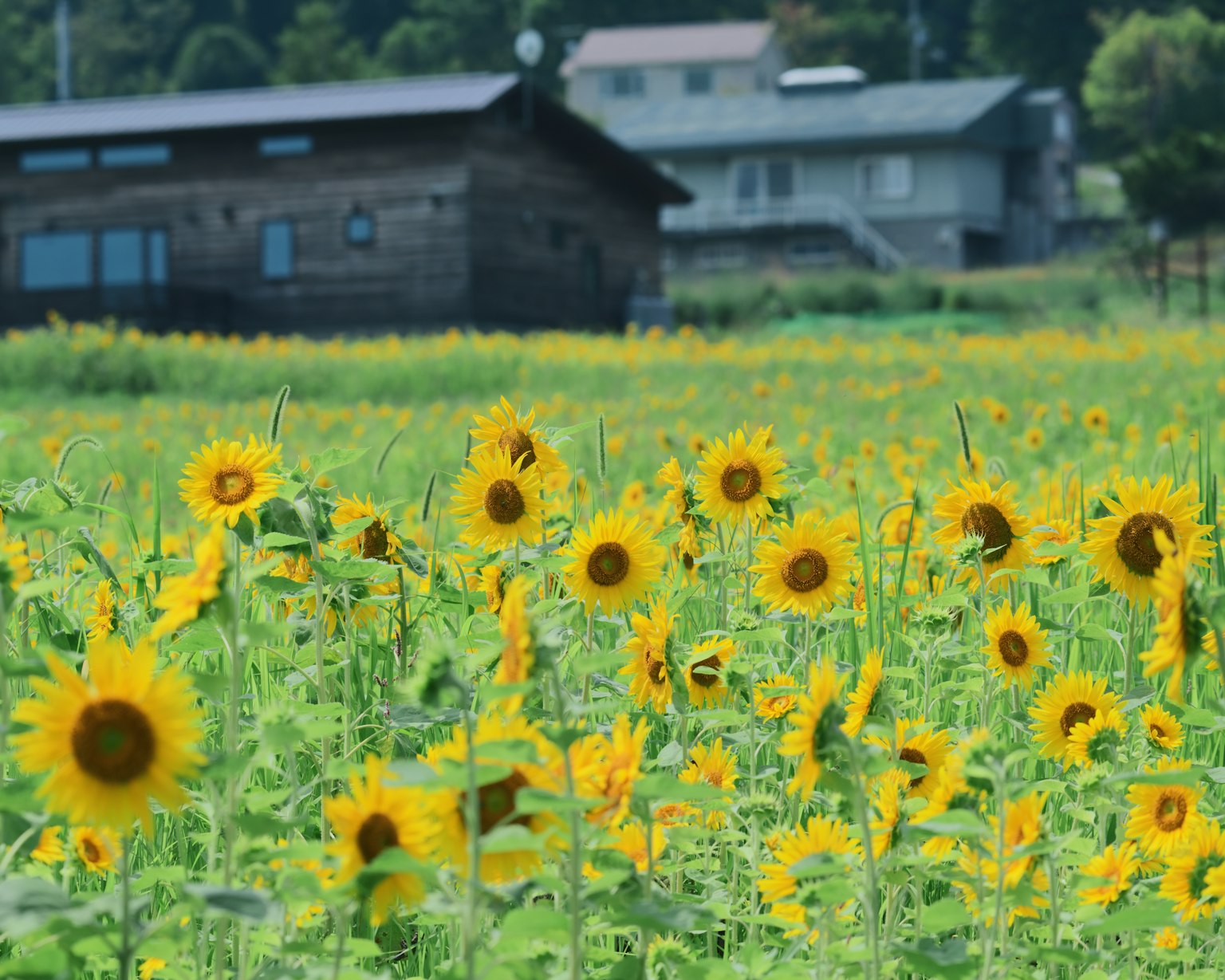 背景有房屋的向日葵田