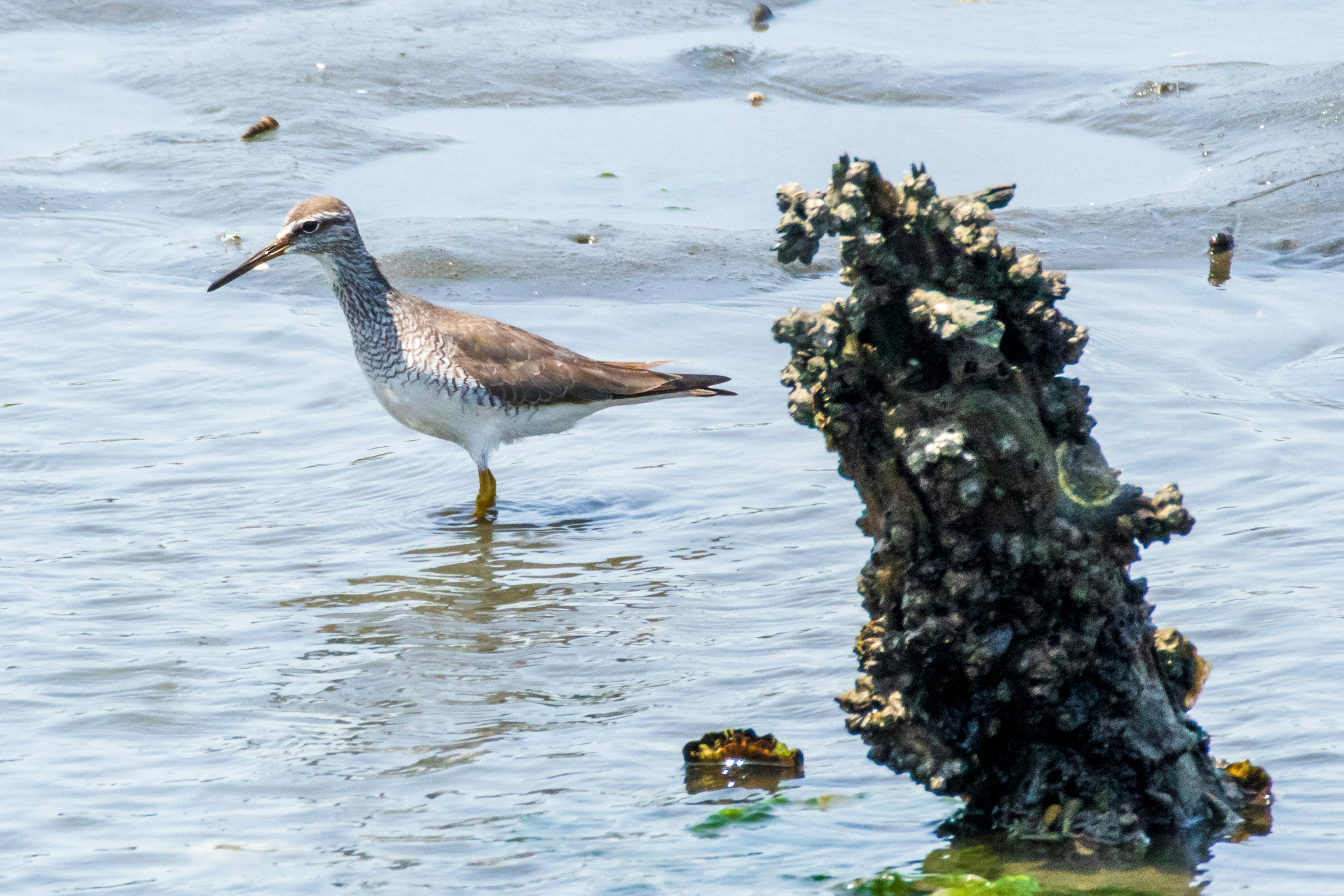 shoreline scene with a seabird and seaweed