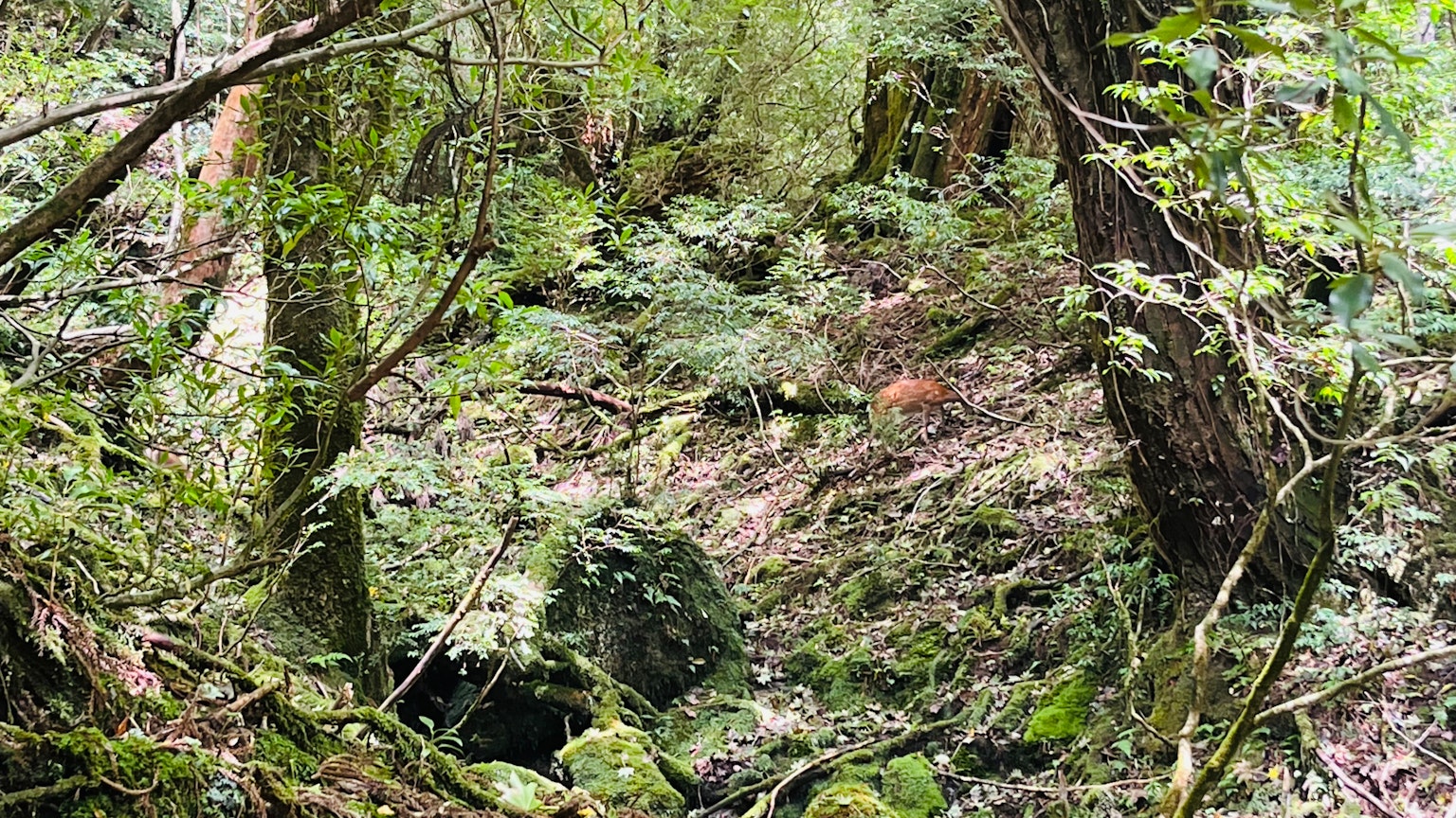 茂盛的森林景觀，岩石和樹木