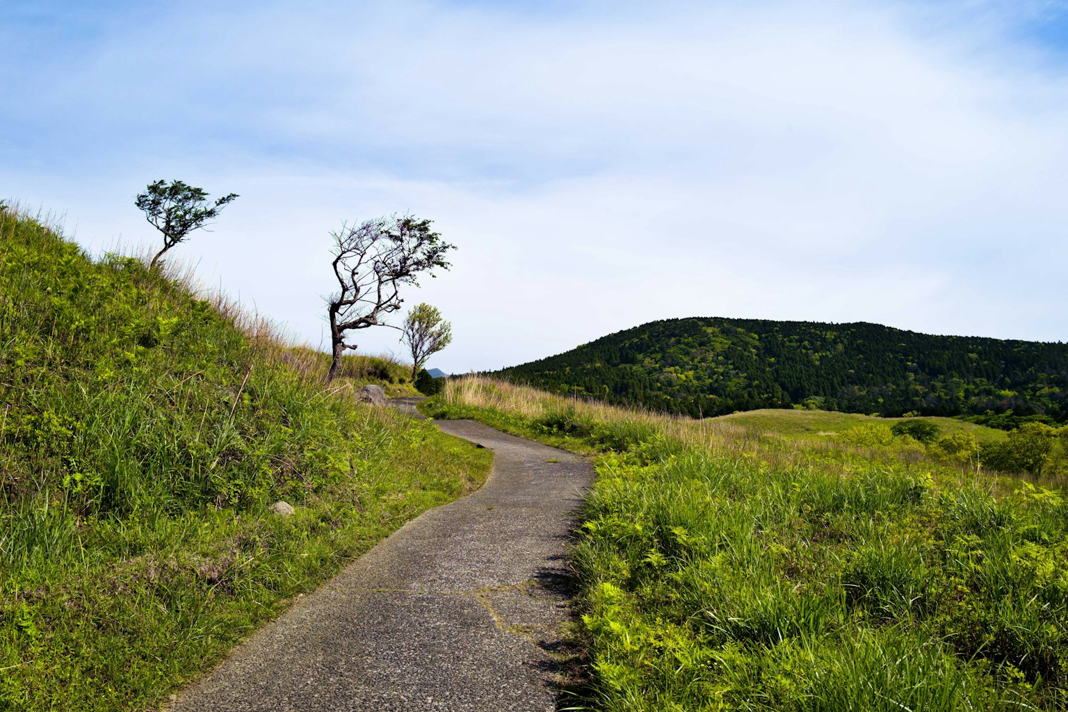 Scenic pathway through green grasslands with trees on the side