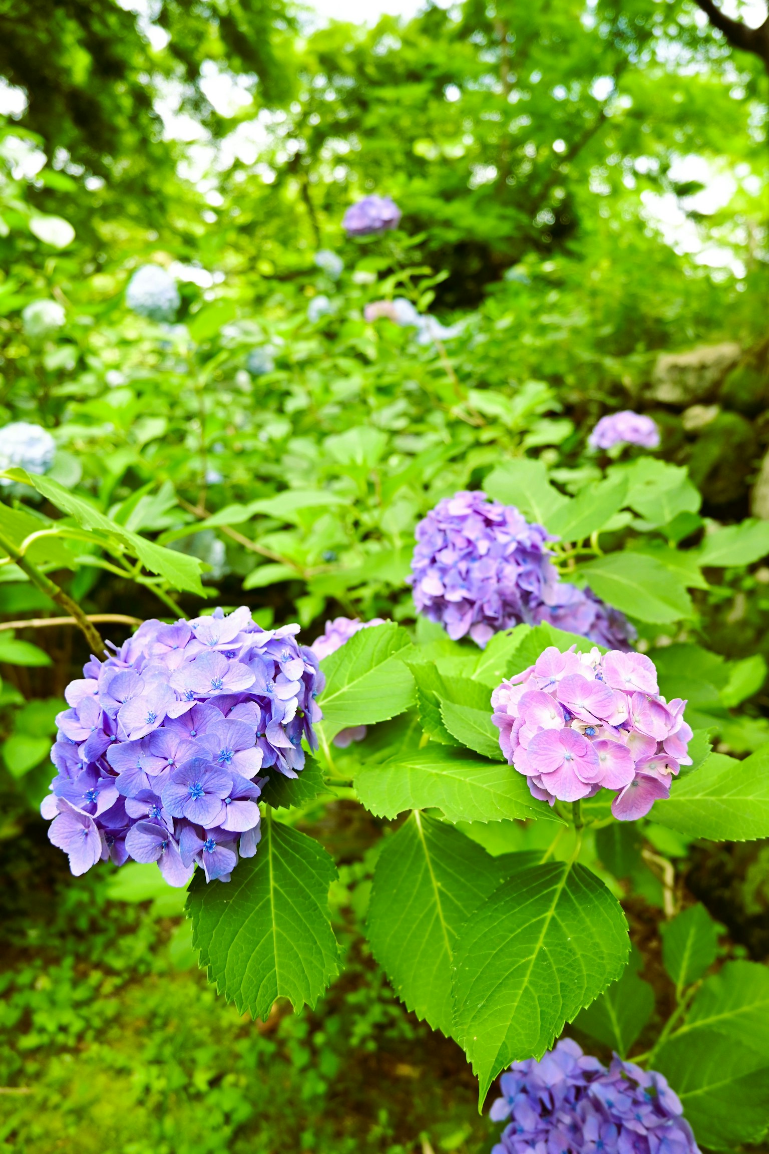 Fleurs d'hortensia en violet et rose entourées de feuilles vertes