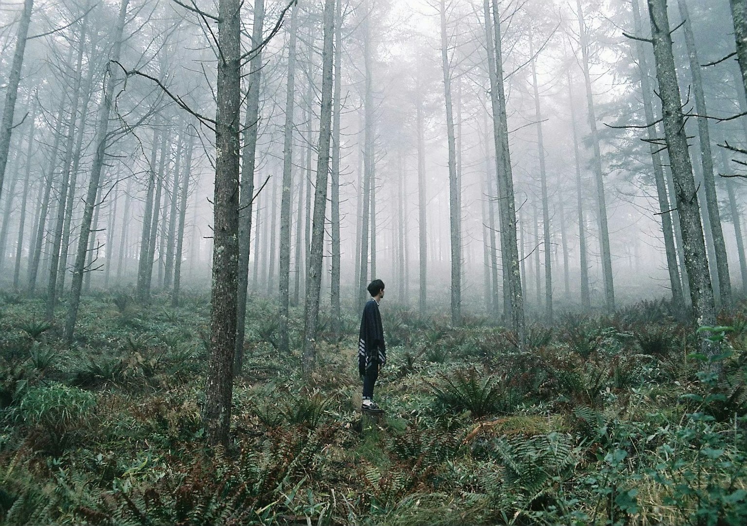 Persona de pie en un bosque brumoso con árboles altos