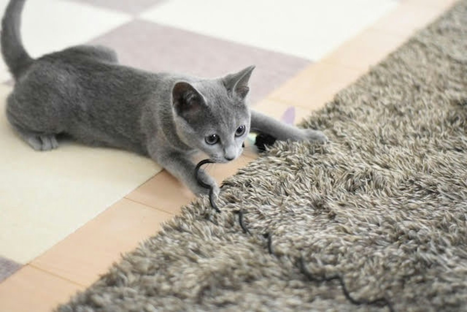Gattino grigio che gioca su un tappeto