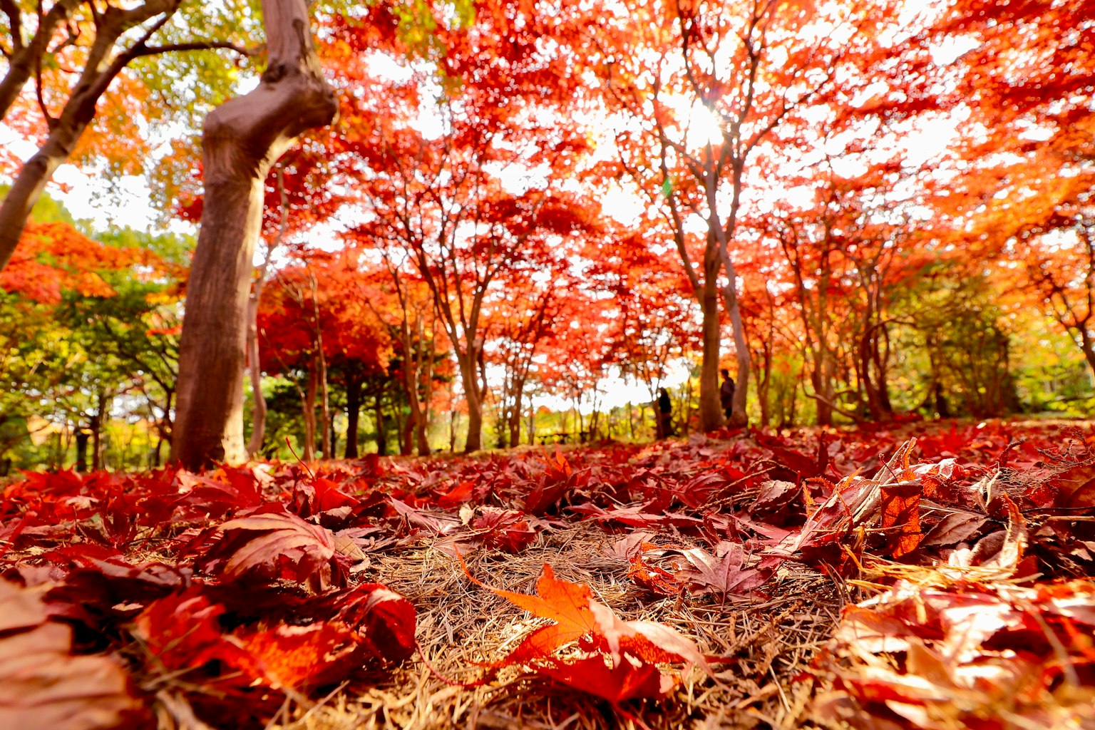 Scena autunnale con foglie rosse vivaci sparse sul terreno