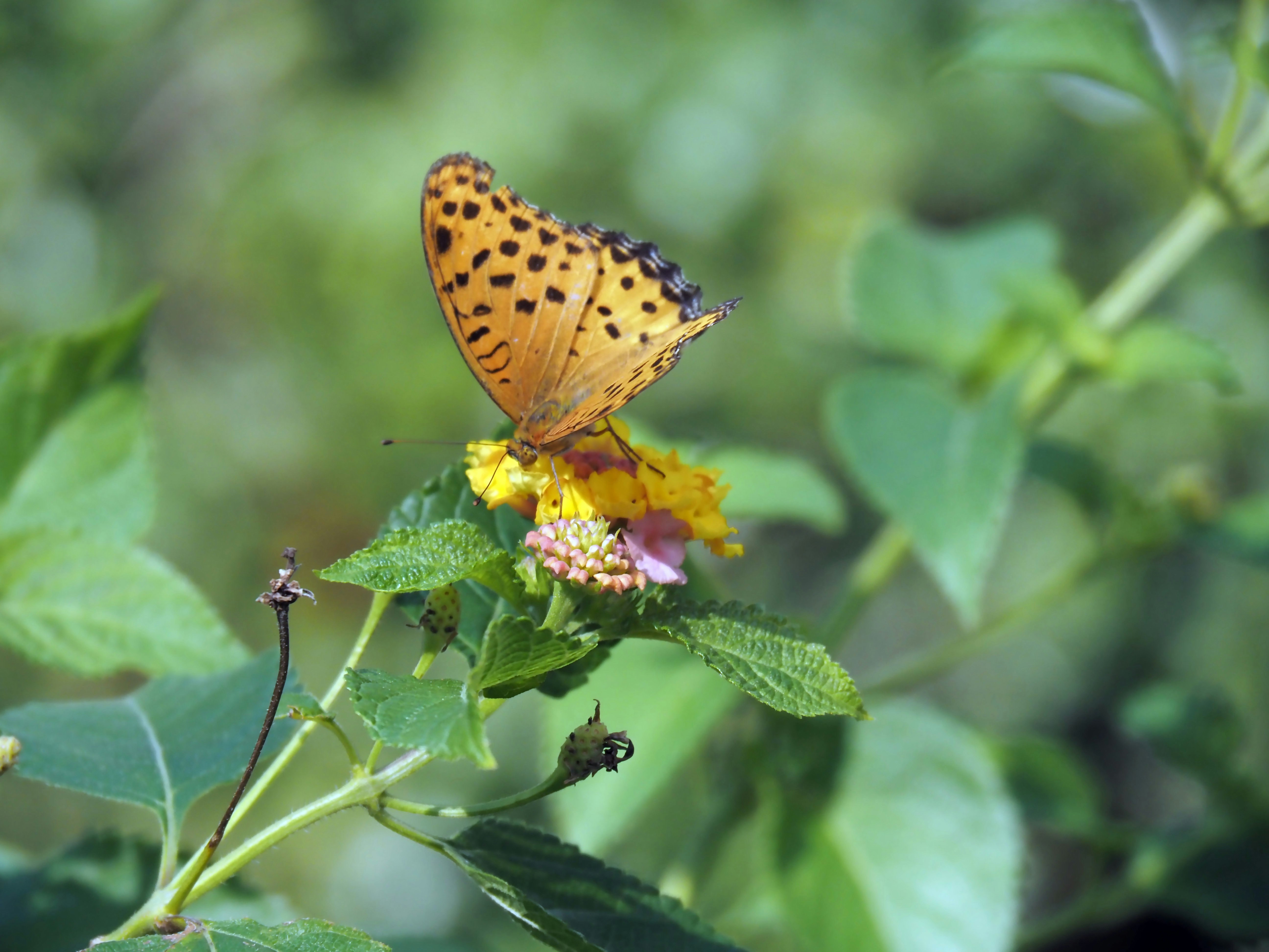 花にとまるオレンジ色の蝶が葉の間で鮮明に写った自然のマクロ