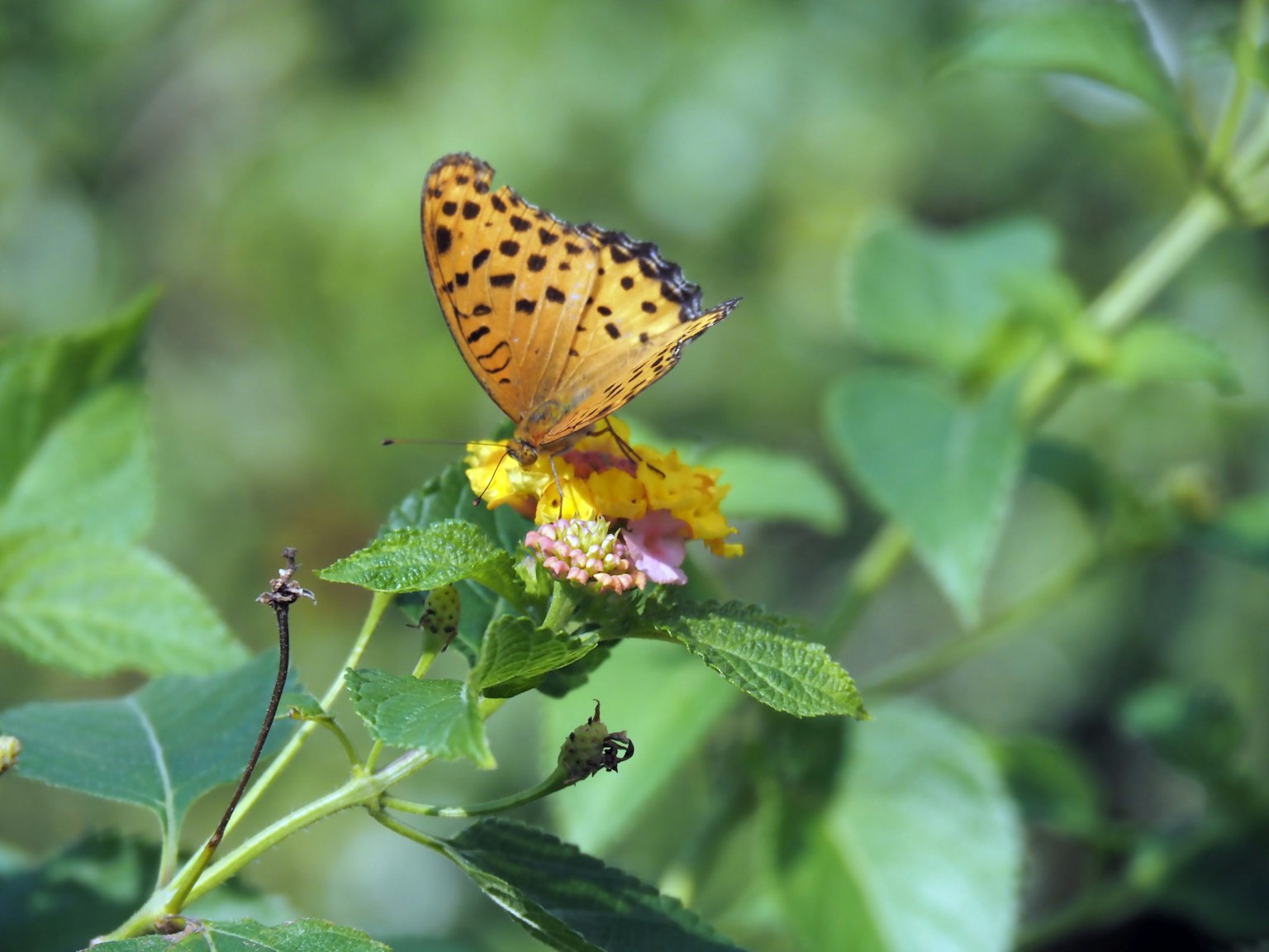 Mariposa naranja posada sobre una flor con fondo verde