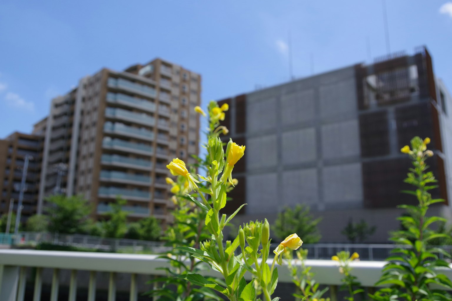 Vordergrund mit gelben Blumen und Hochhäusern im Hintergrund