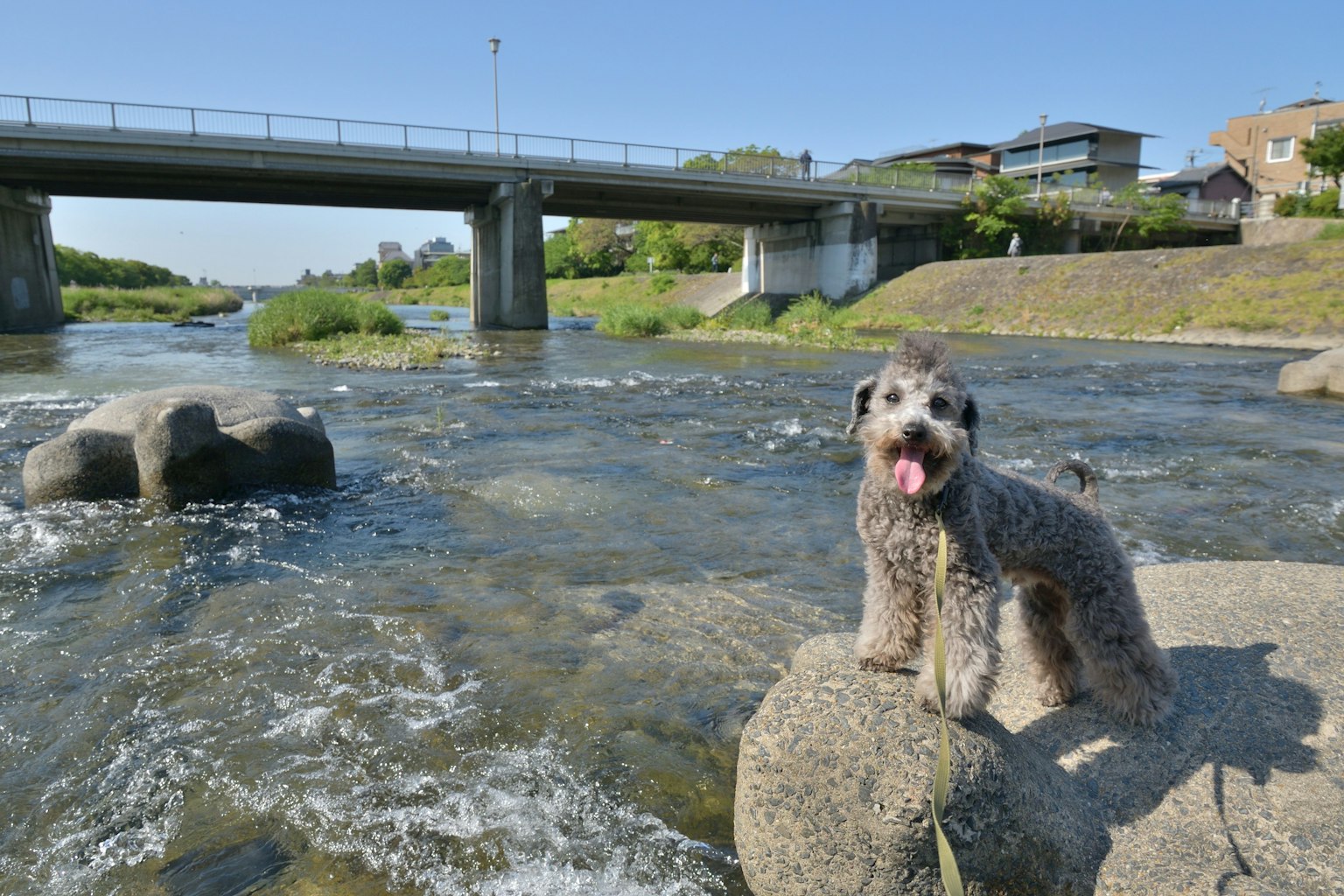 Perro en una roca junto al río con un puente al fondo