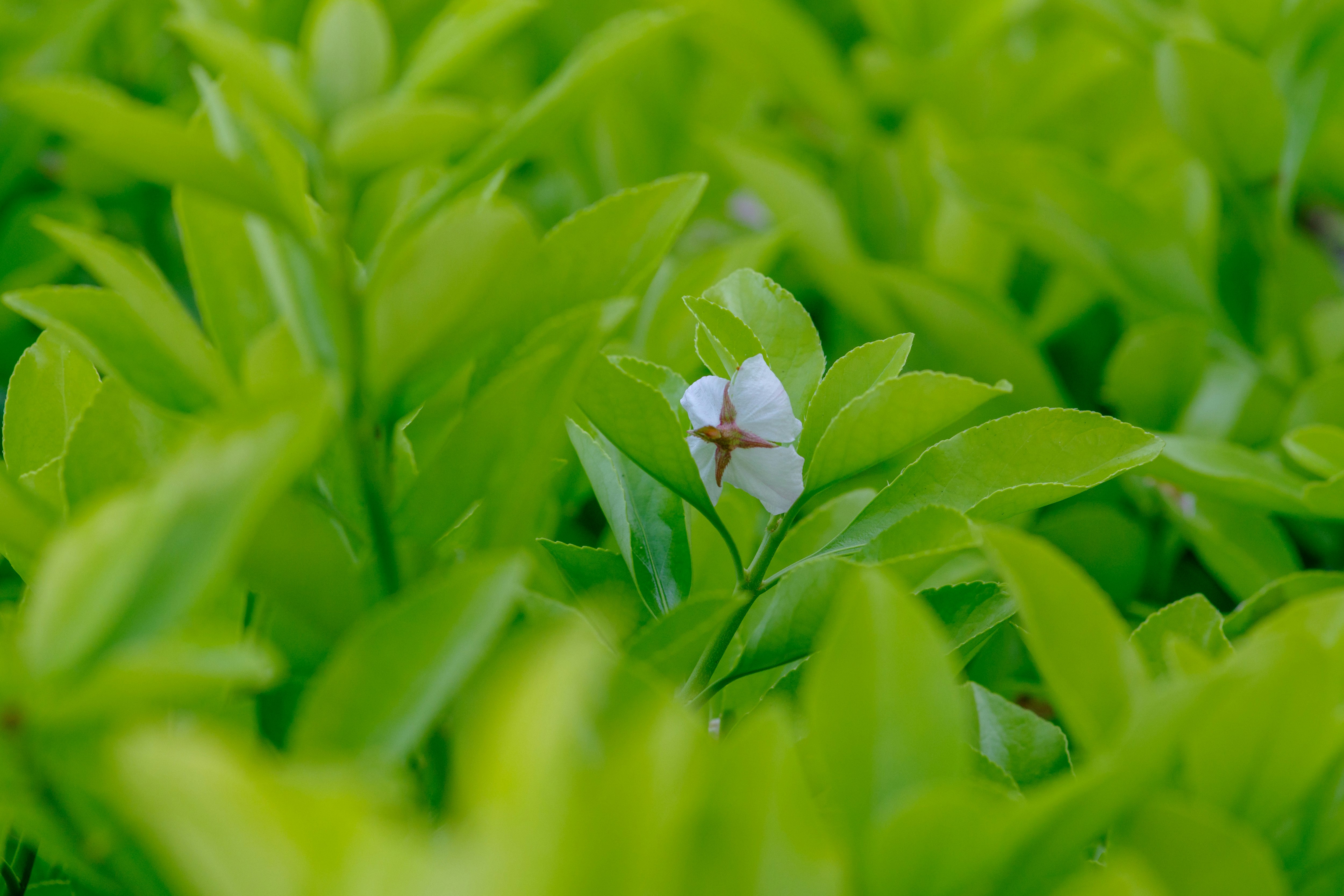 緑の葉の中に小さな白い花が咲いている
