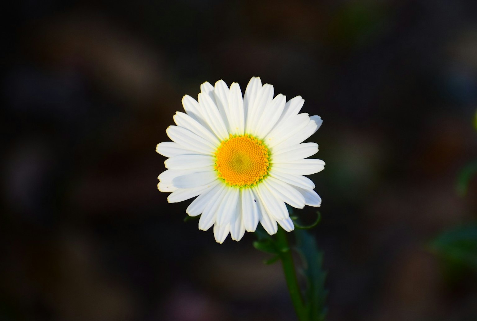 Flor de margarita con pétalos blancos y centro amarillo