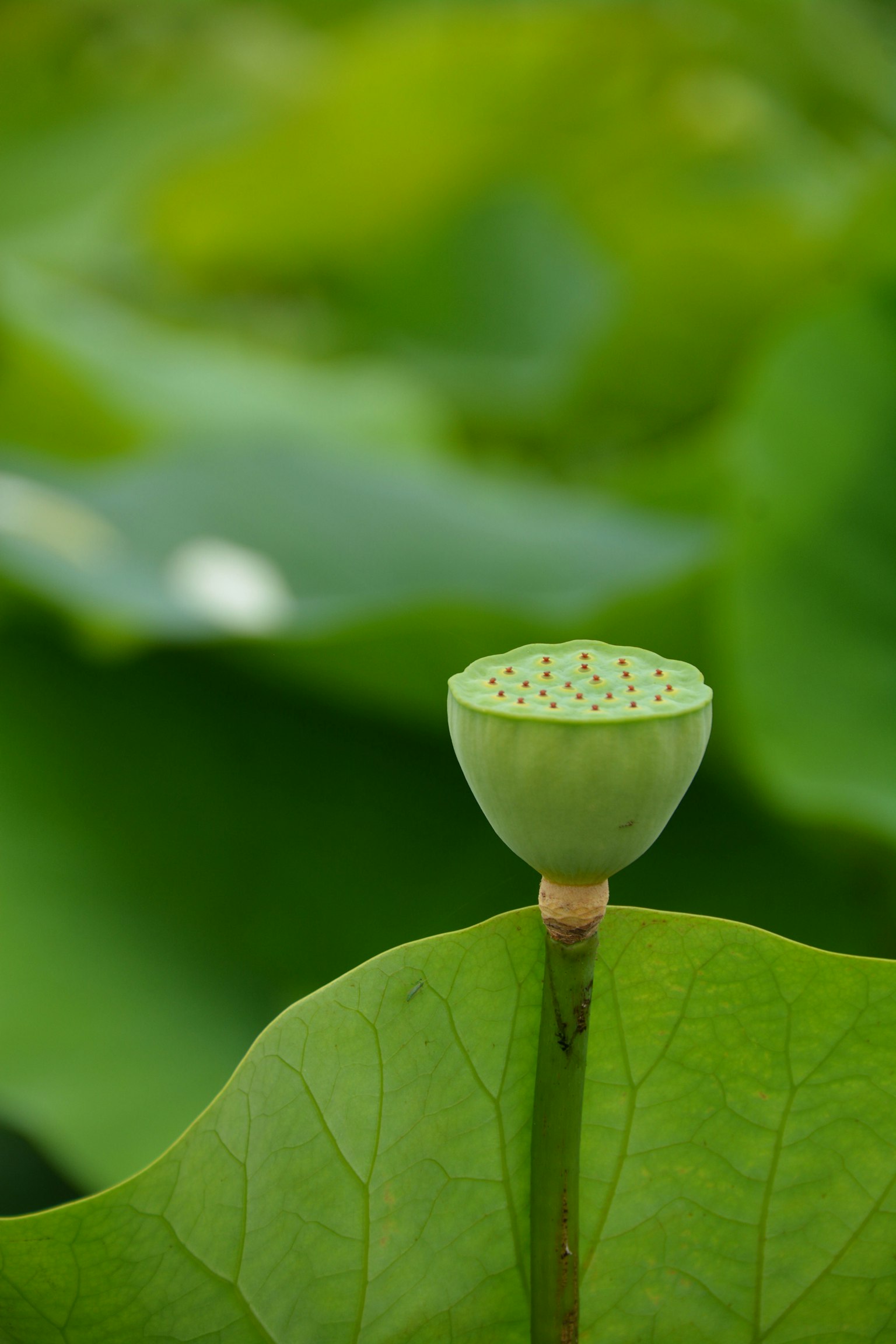 Bunga lotus di atas daun hijau dengan lubang kecil di kuncup
