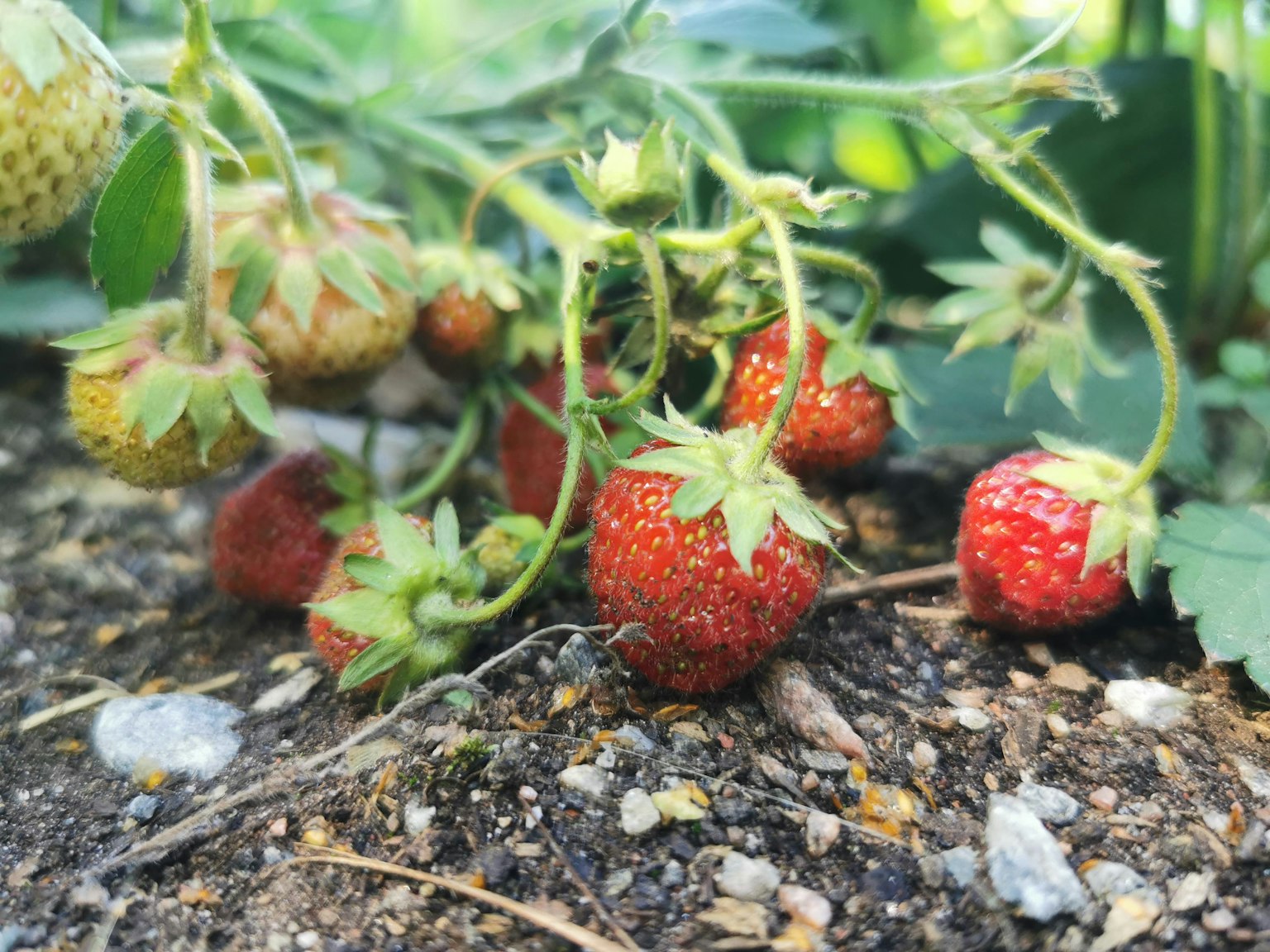 Fraises rouges mûres poussant parmi des feuilles vertes sur le sol