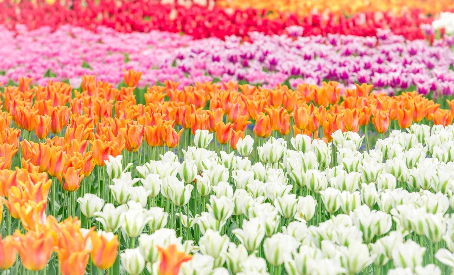 Lebendiges Tulpenfeld mit orange, rosa und weißen Blumen