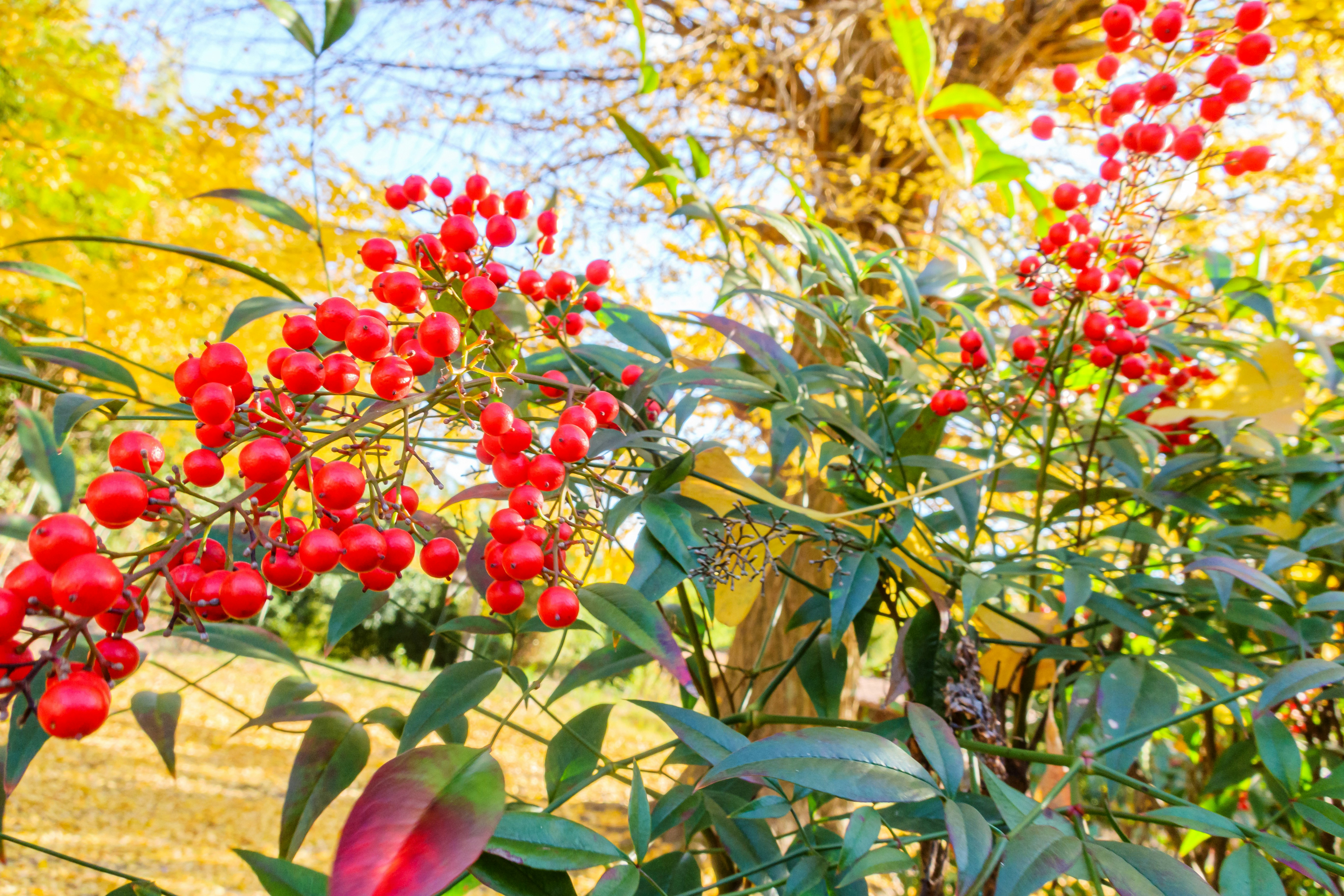 赤い実が実るイチョウの近くの南天の枝先の風景