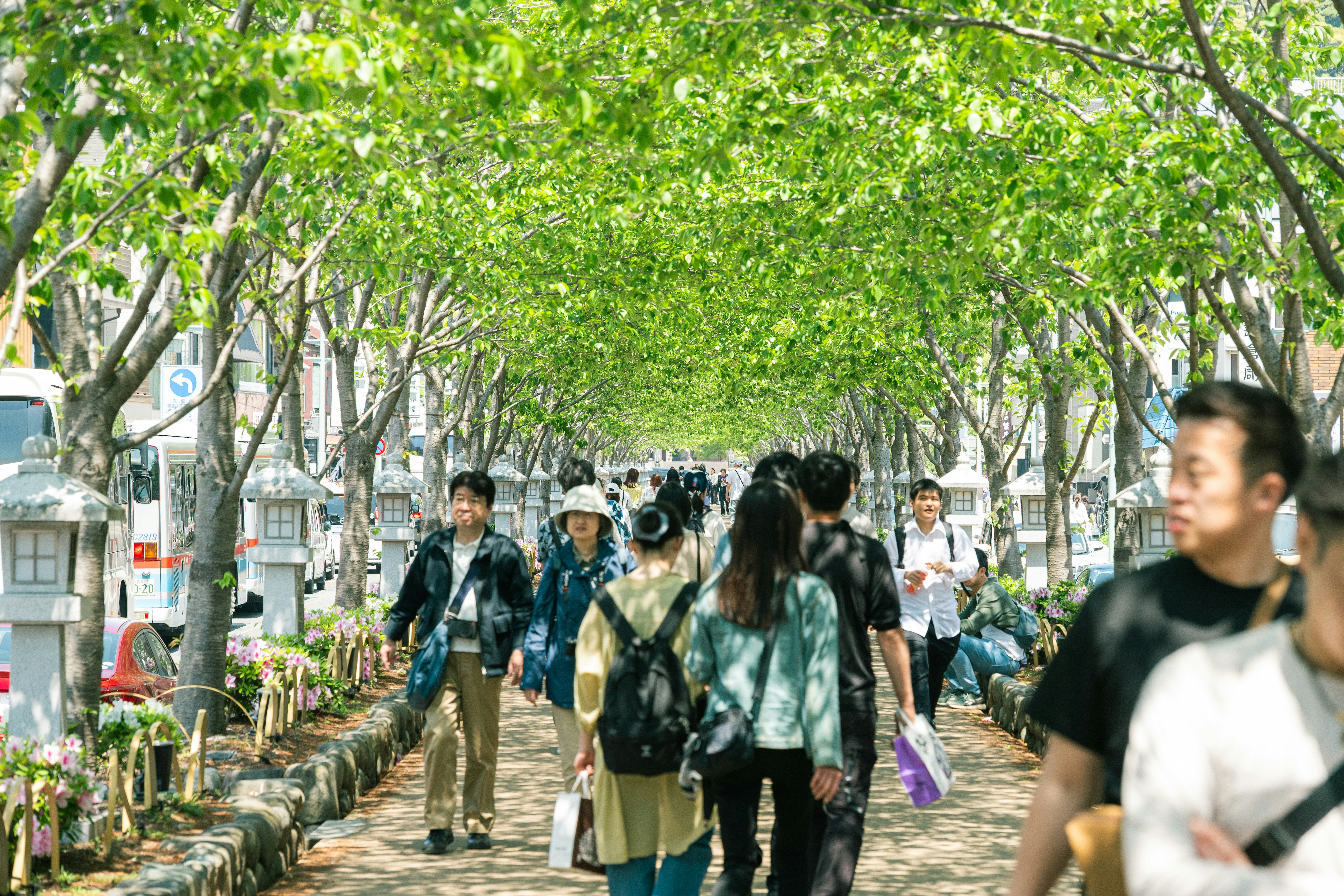 林荫道上行走的学生通学场景