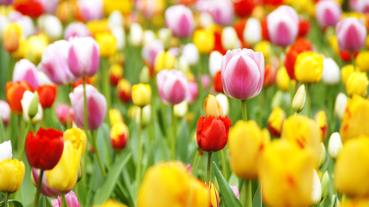 Bunter Tulpenfeld mit verschiedenen Blüten
