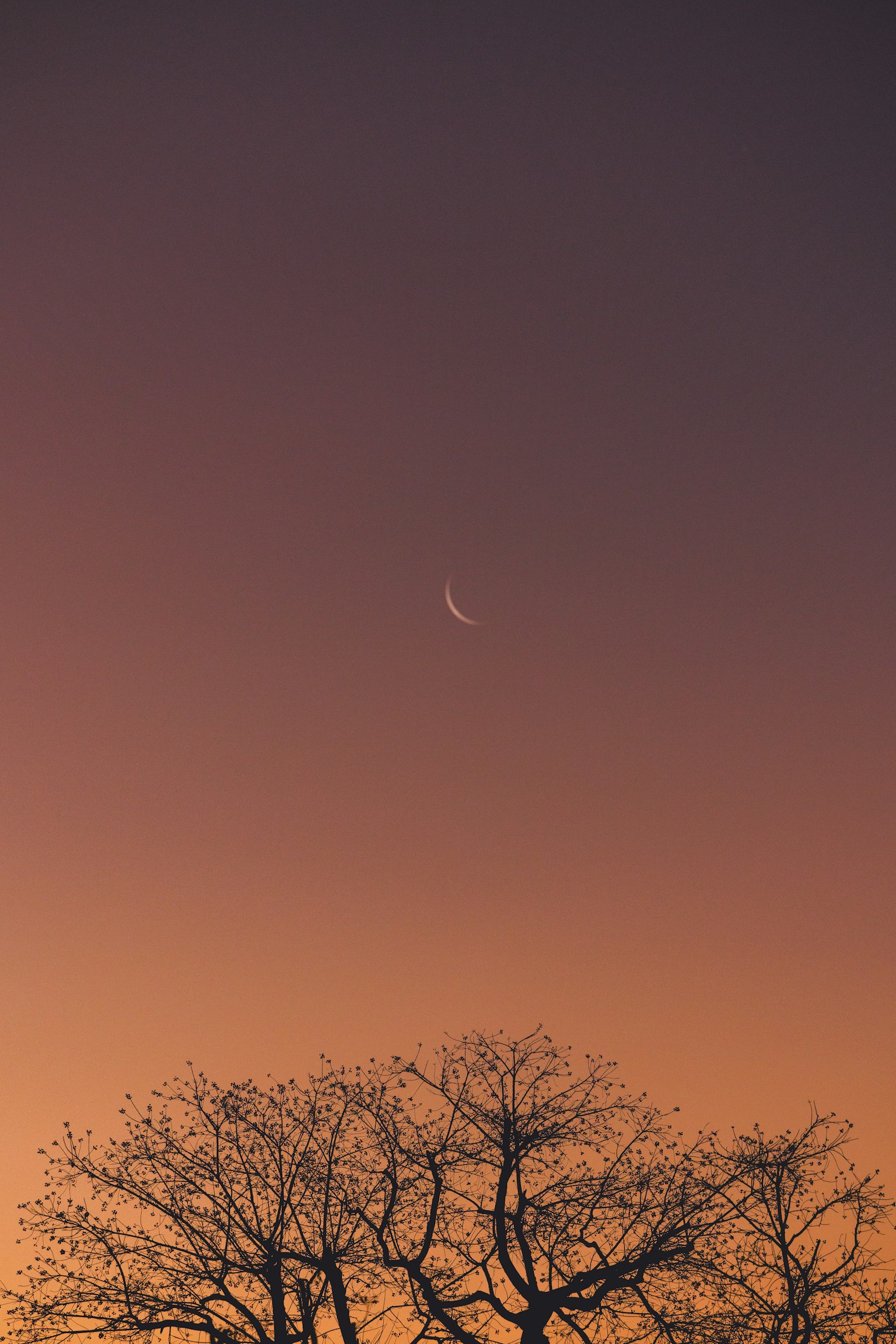 Silueta de un árbol desnudo contra un cielo de atardecer con una luna creciente