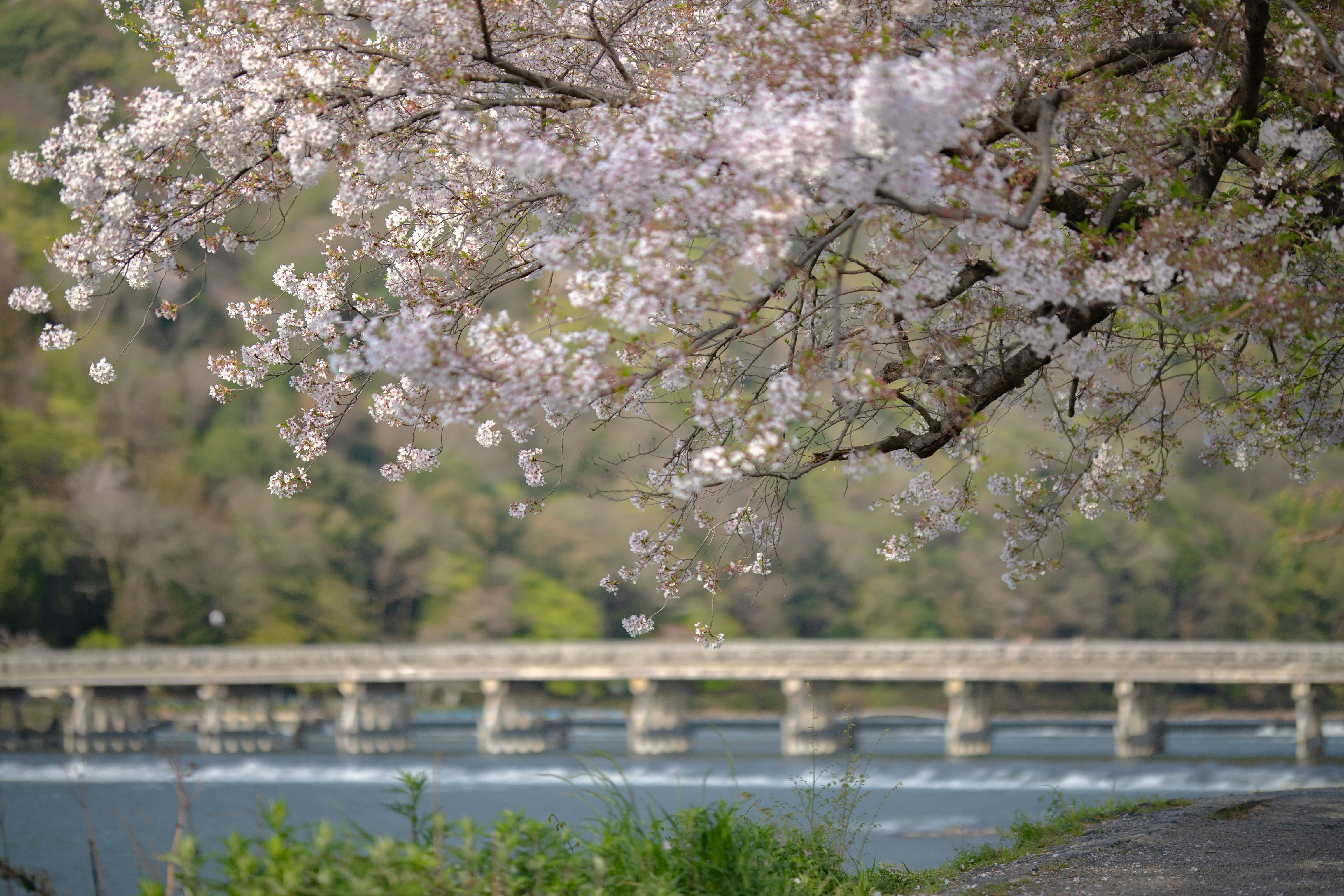 Cherry blossoms along the river in Arashiyama, Kyoto