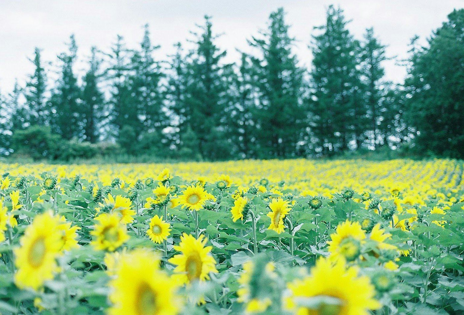 向日葵田與背景中的綠色樹木