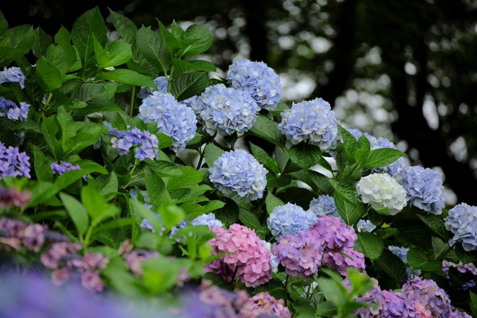 Blaue und lila Hortensienblüten, die vor einem grünen Blätterhintergrund blühen