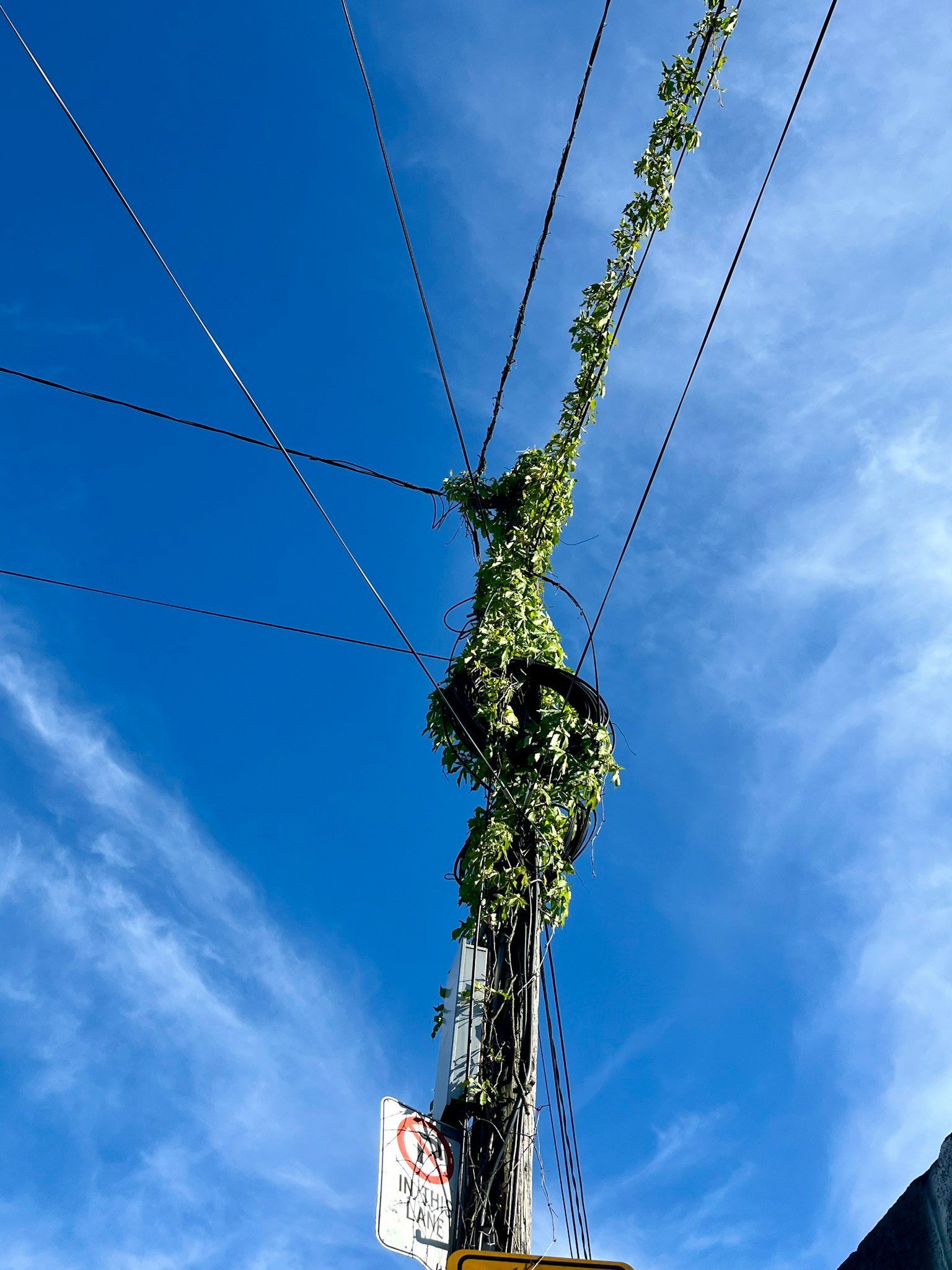 Una vite verde attorcigliata attorno a un palo della luce sotto un cielo blu